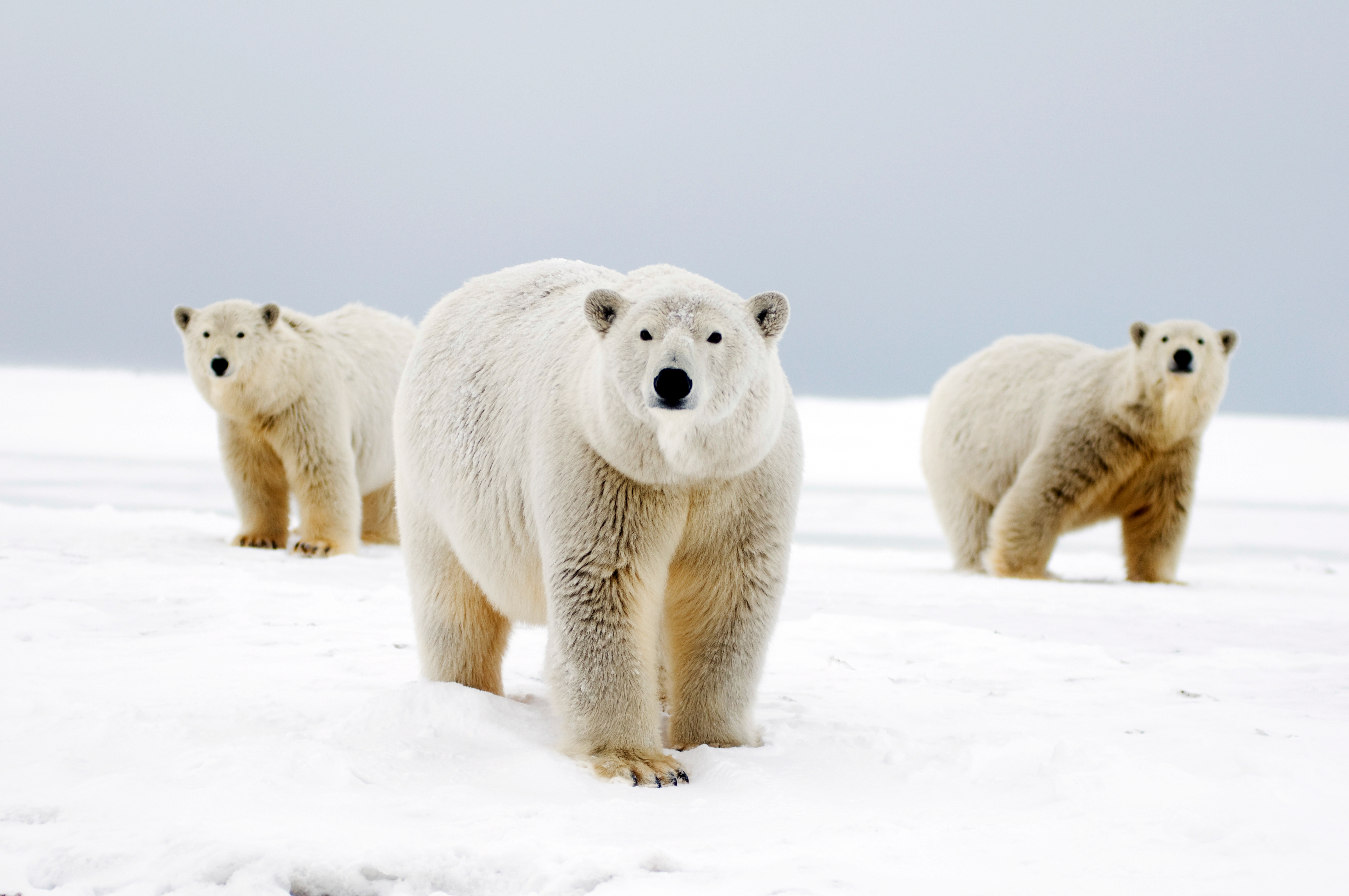 Polar bears | WWF