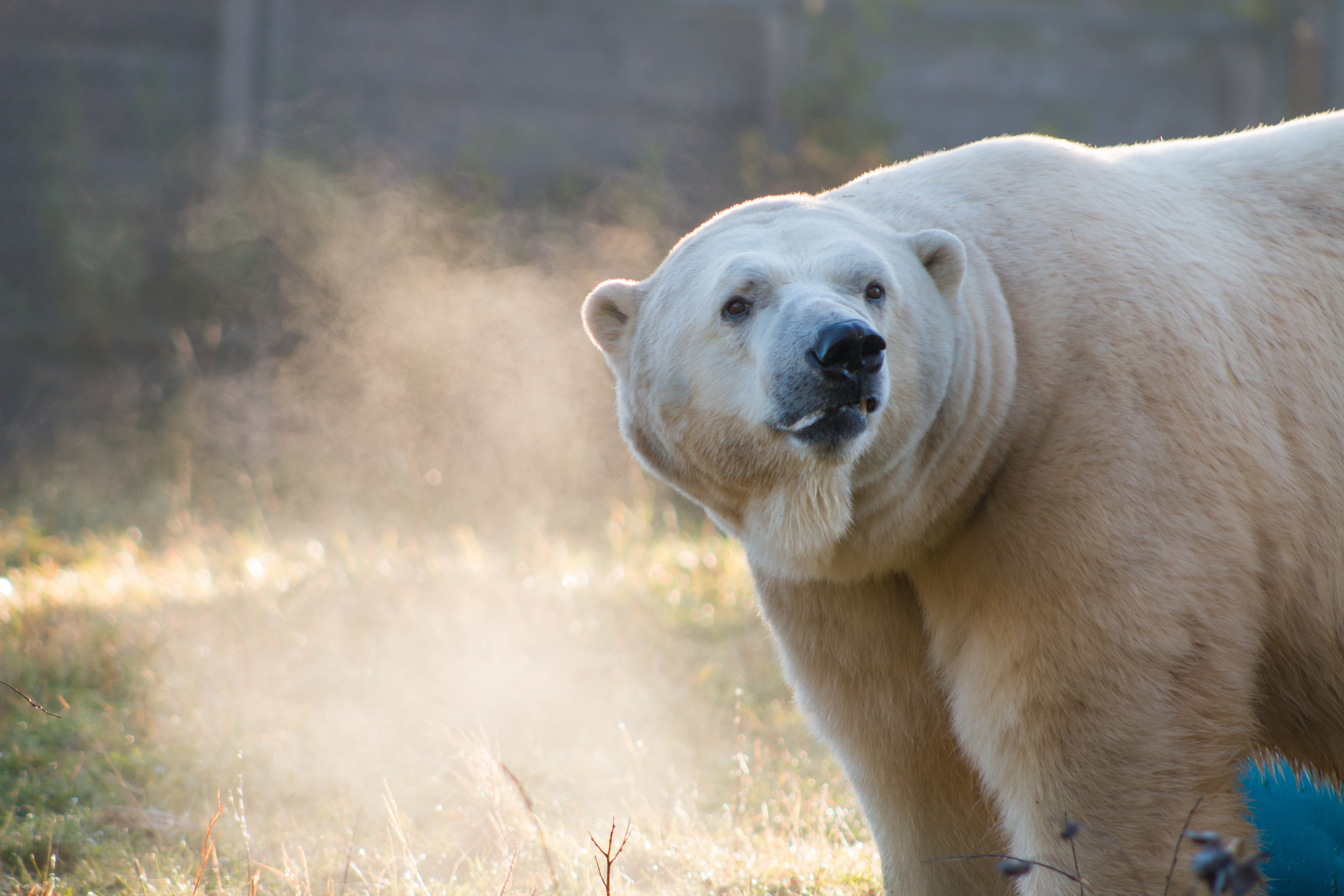 Meet the Bears: Visit the Cochrane Polar Bear Habitat - Northeastern ...