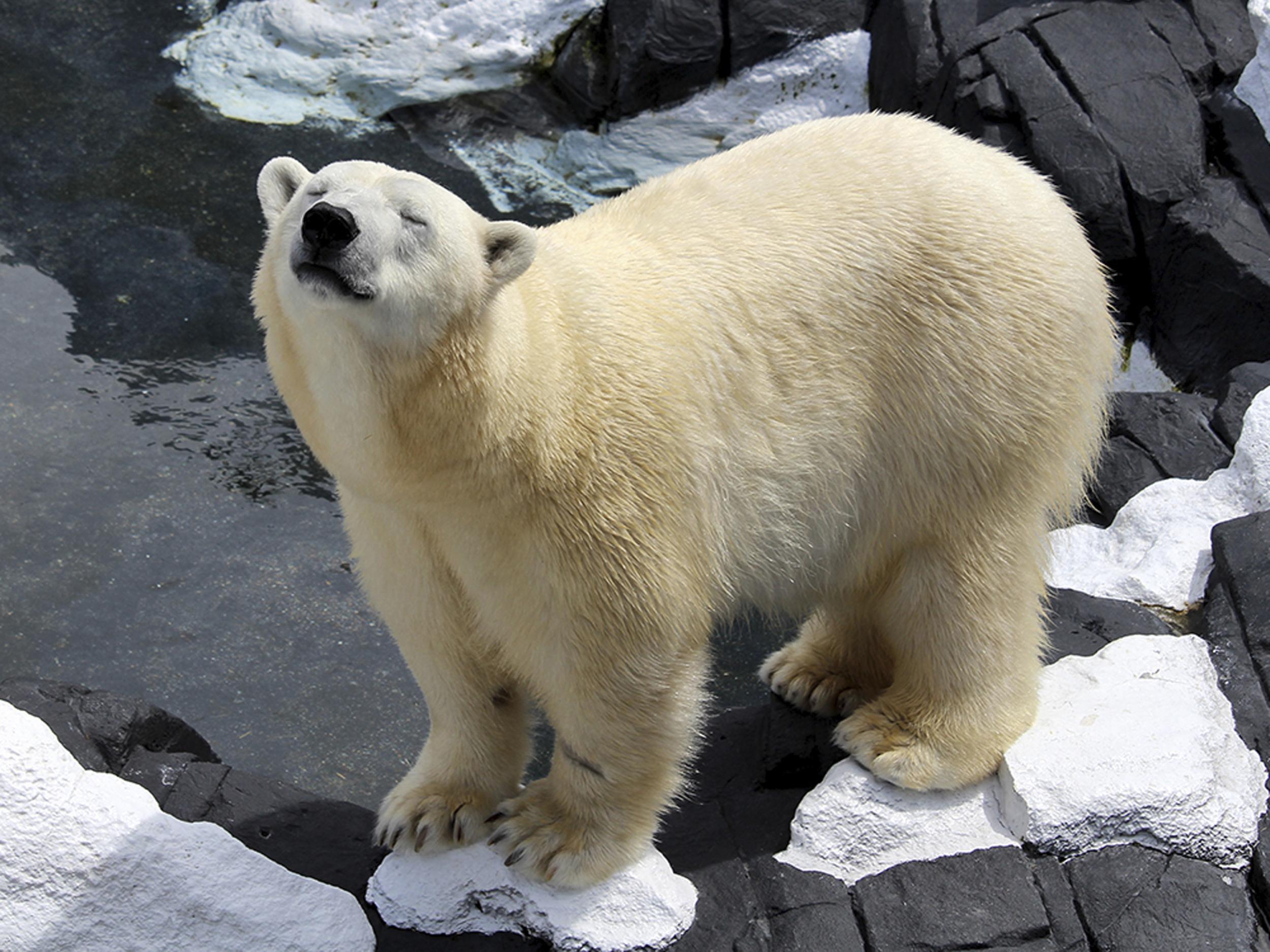 Polar Bear Fun - CLICKBAIT TITLE - APlusPhysics Community