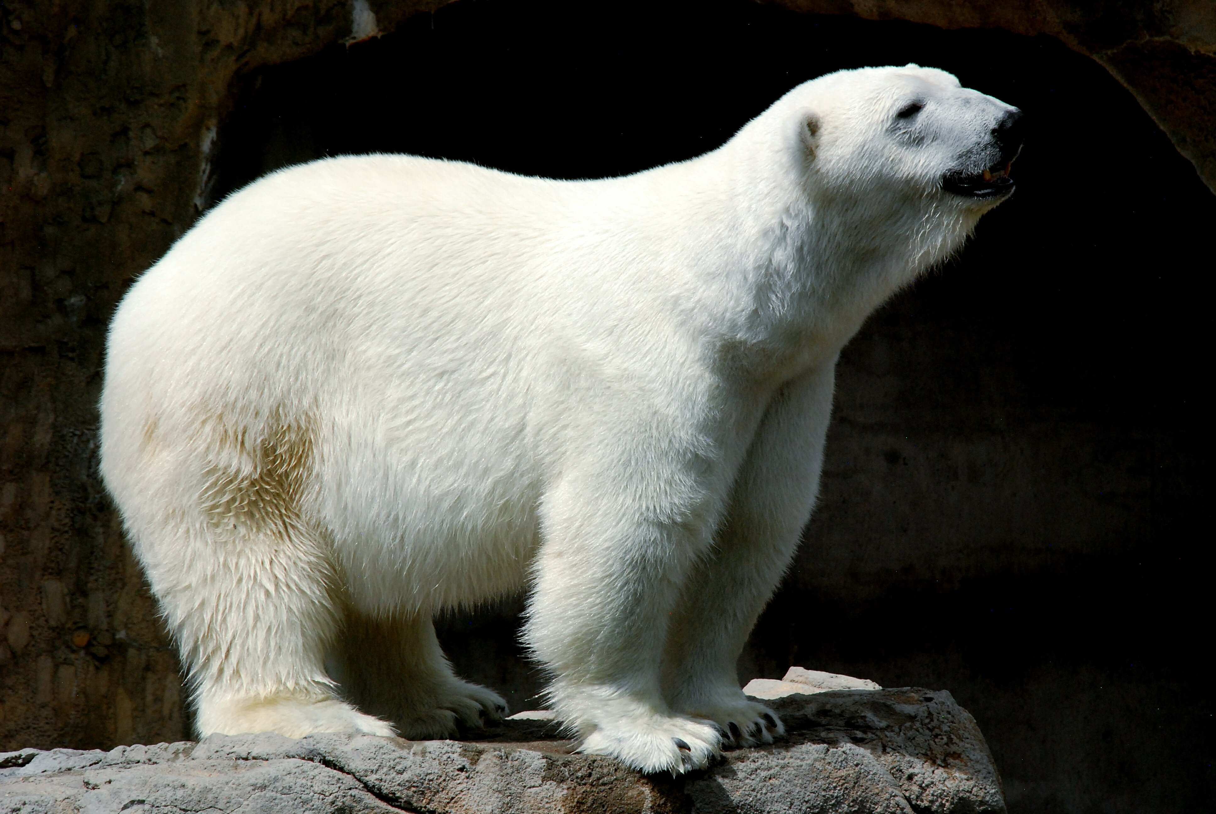 Rizzo the Polar Bear Was Euthanized | Time
