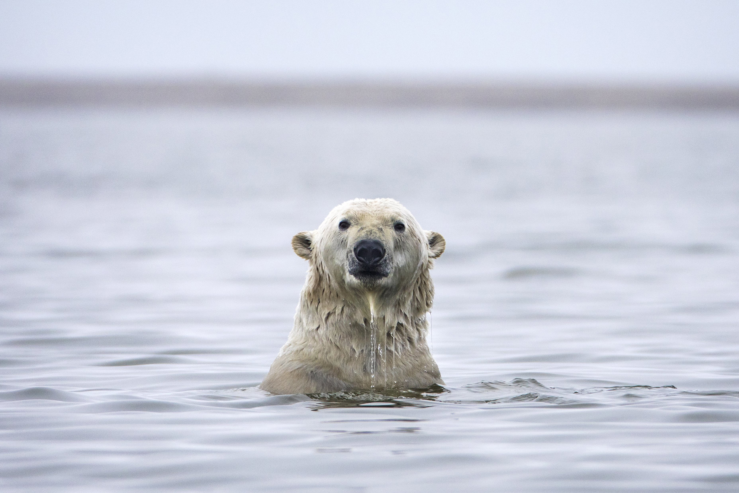Polar Bears Find Sanctuary Near Alaskan Village