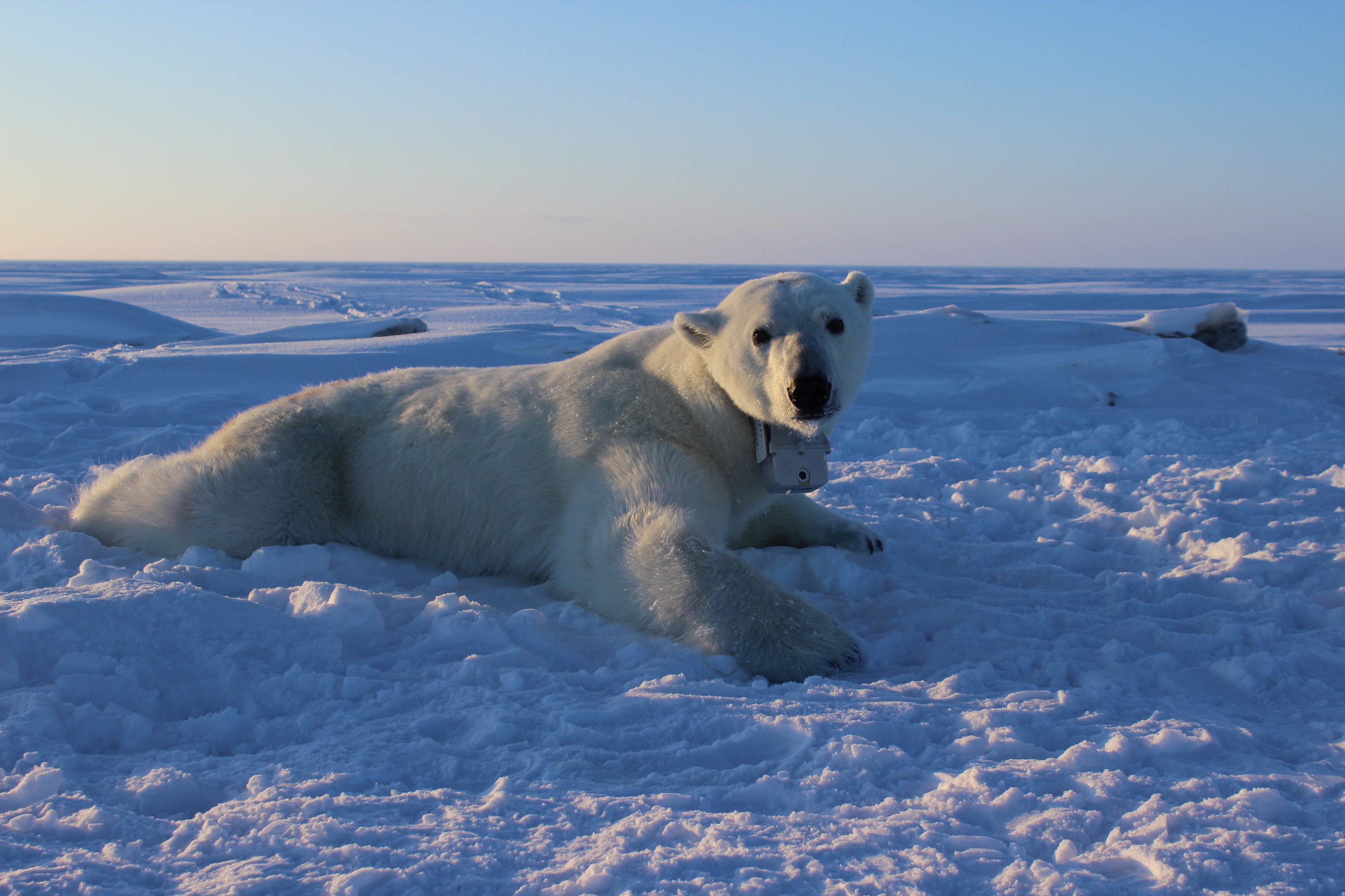 Polar bears finding it harder to catch enough seals to meet energy ...