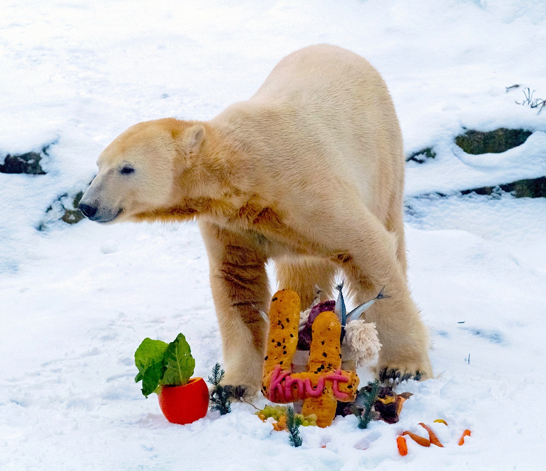 How one polar bear cub had Germany (and the world) enthralled ...