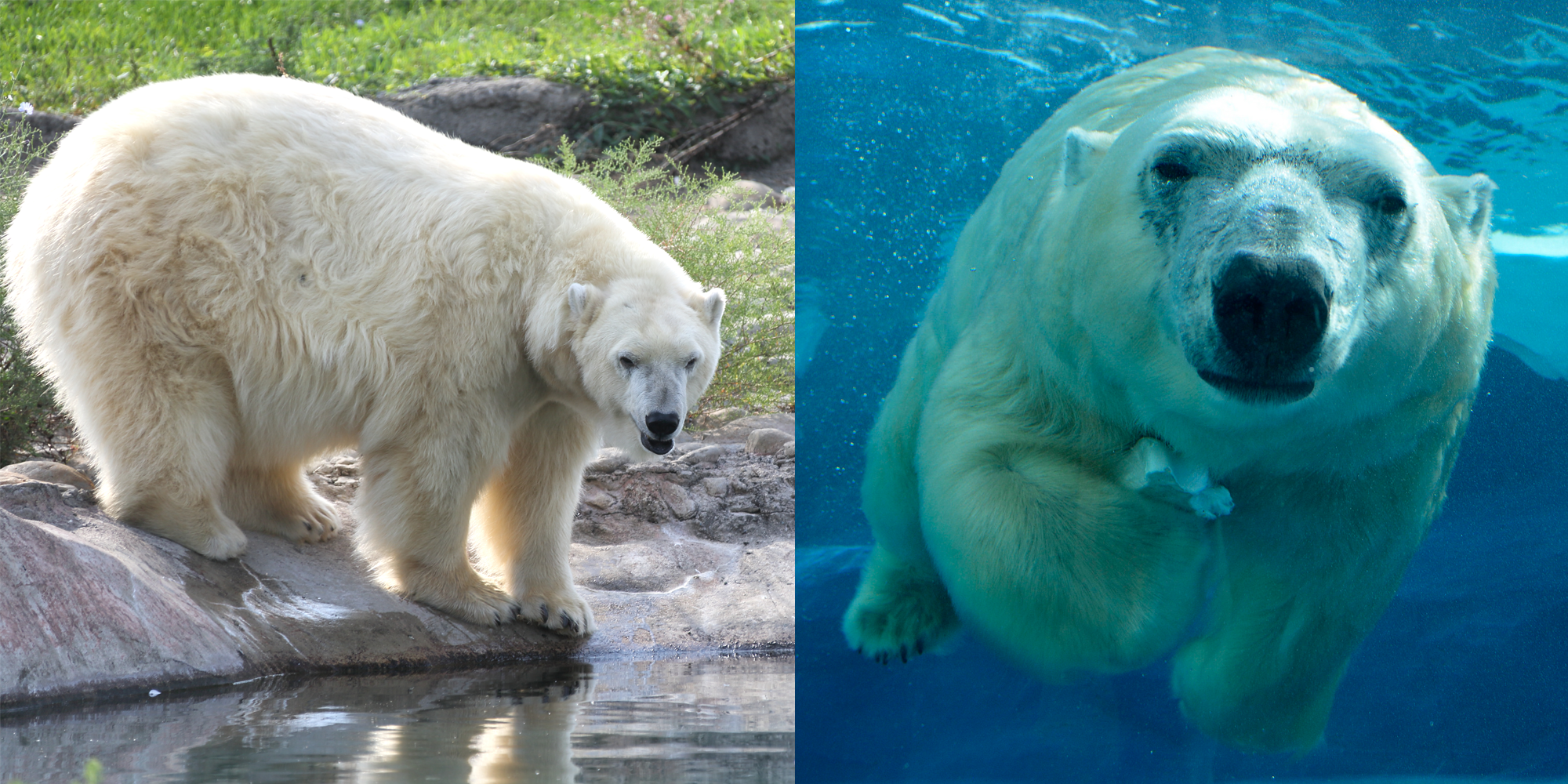 The Detroit Zoo has an adorable new polar bear to brighten your ...