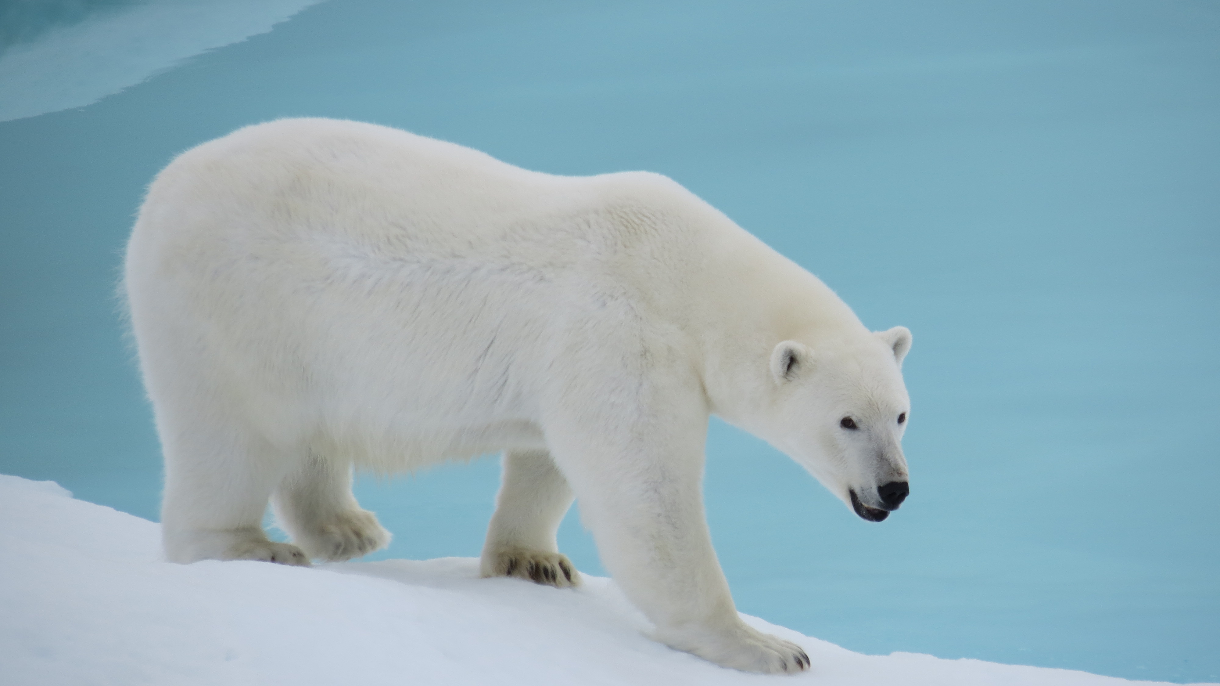 Did I ever see a Polar Bear? | Icy Seas