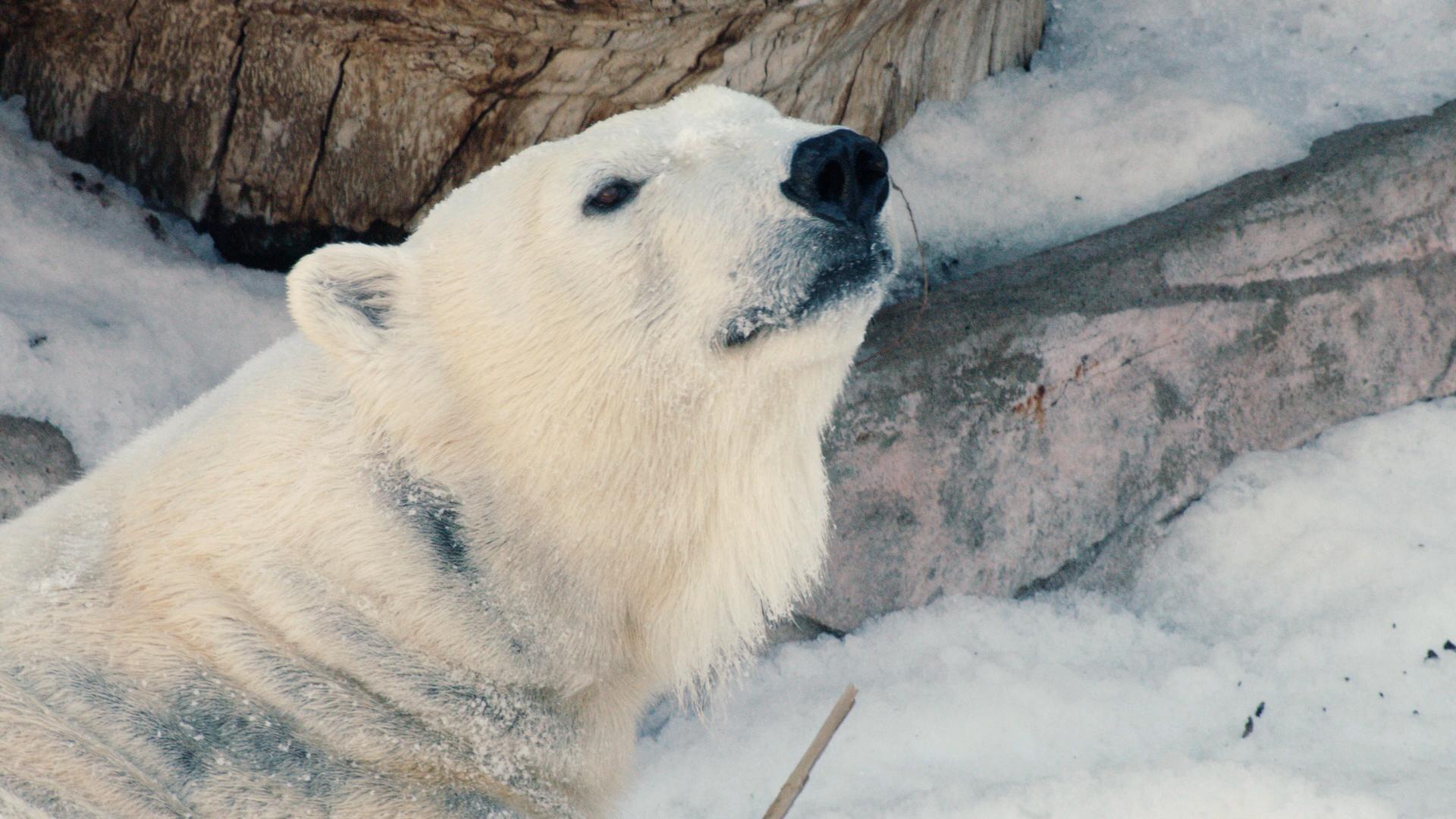 Polar Bears Play in Snow | San Diego Zoo Kids
