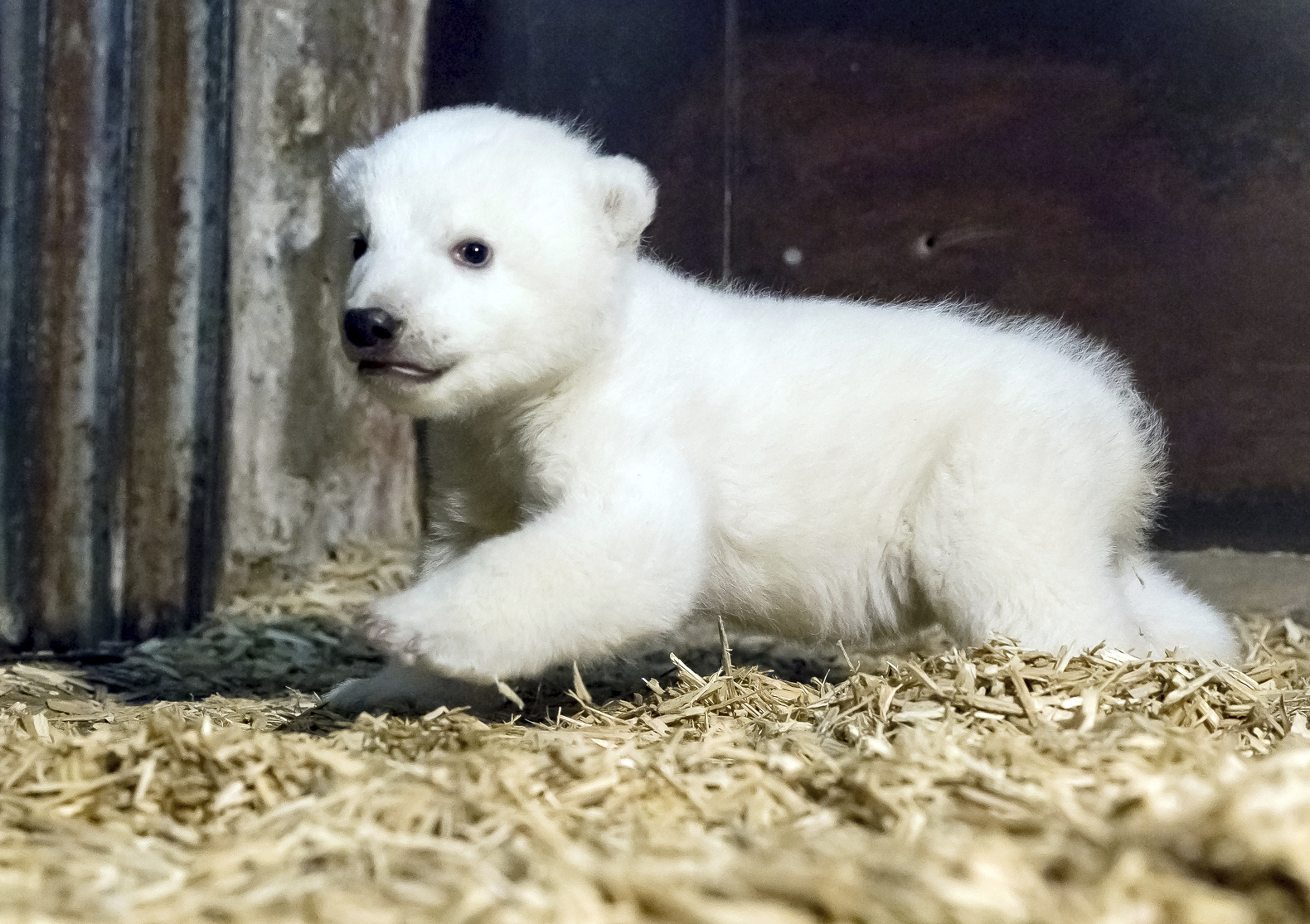 Berlin Baby Polar Bear Fritz Dies Following Liver Failure | Time