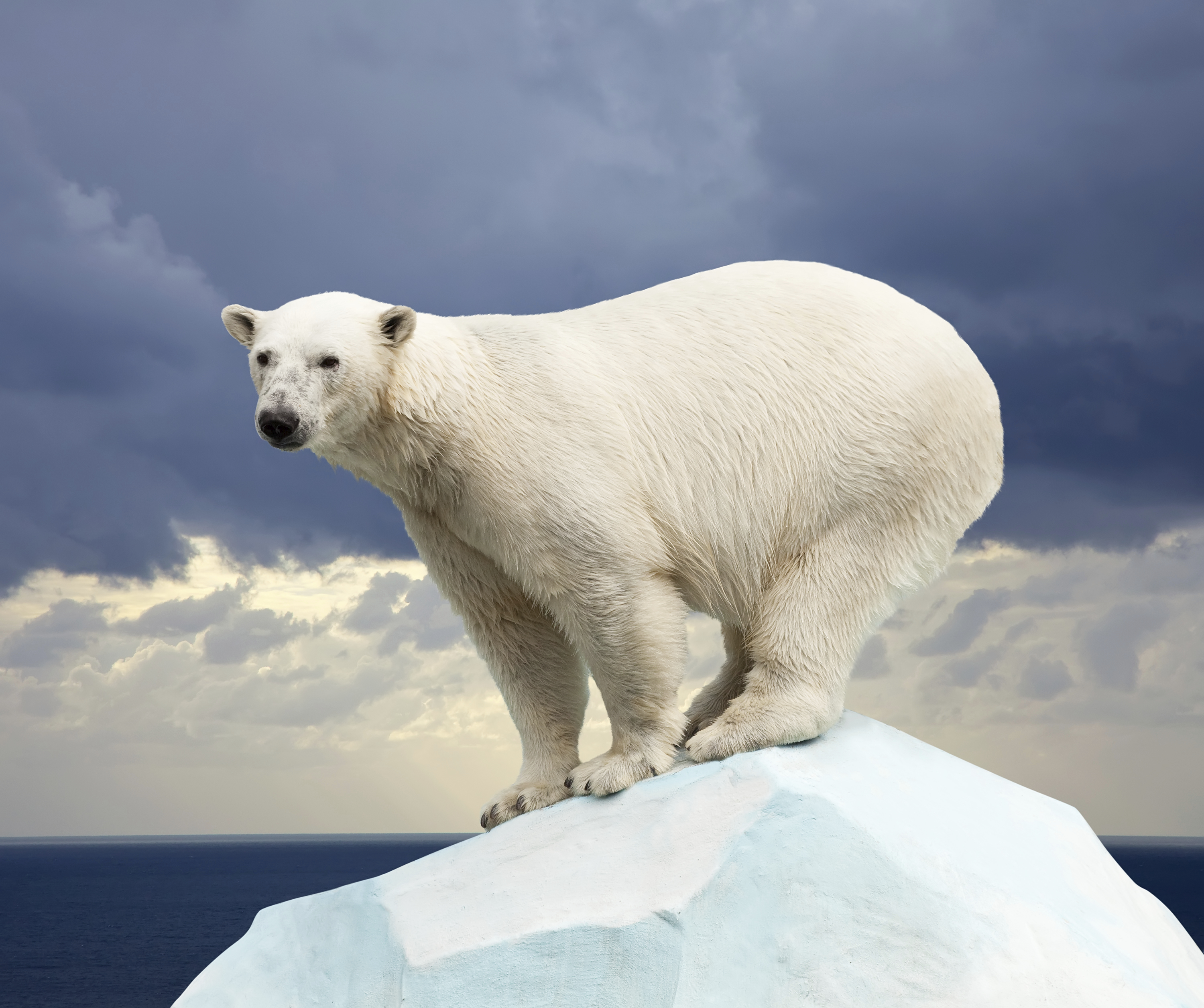 What Happened to the Polar Bear? – Climate Change - Sustainability ...
