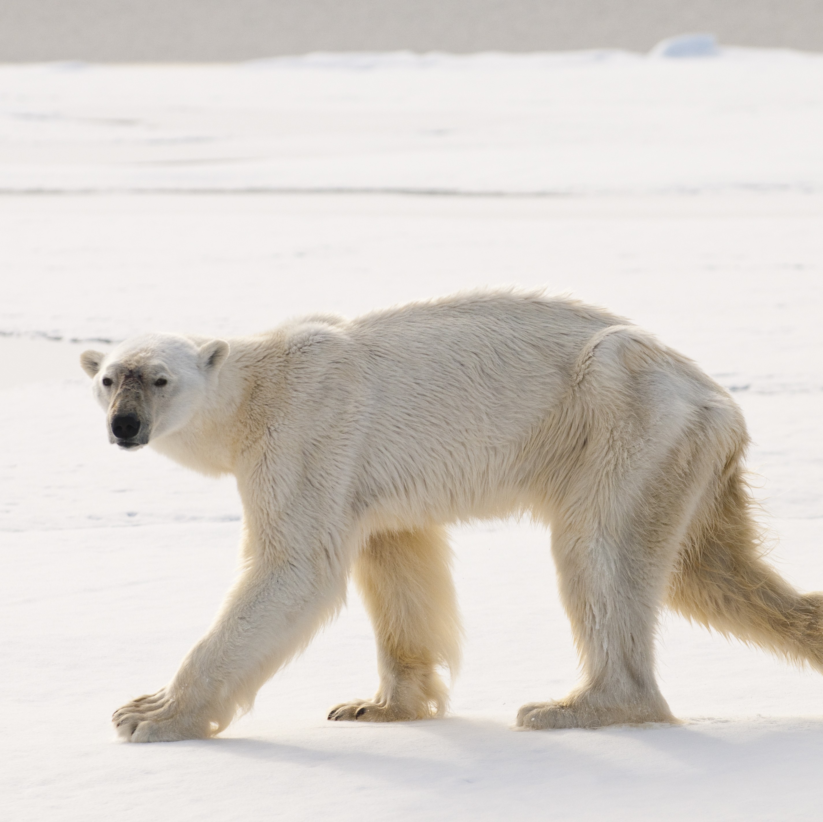 This Gaunt Polar Bear Smashed an Underwater Diving Record on a ...