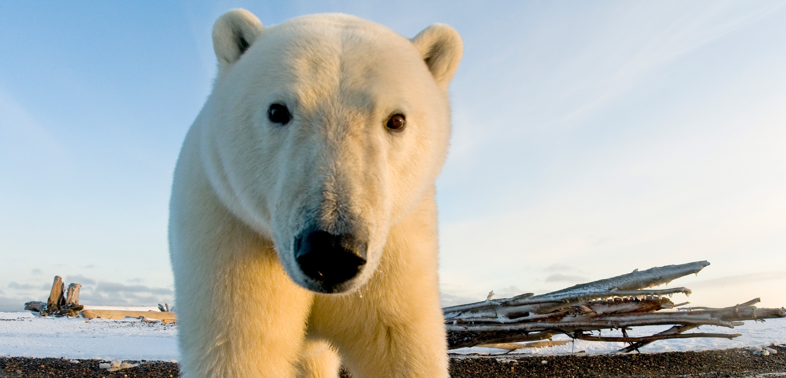 Polar Bears and People: Cataloging Conflict | Hakai Magazine