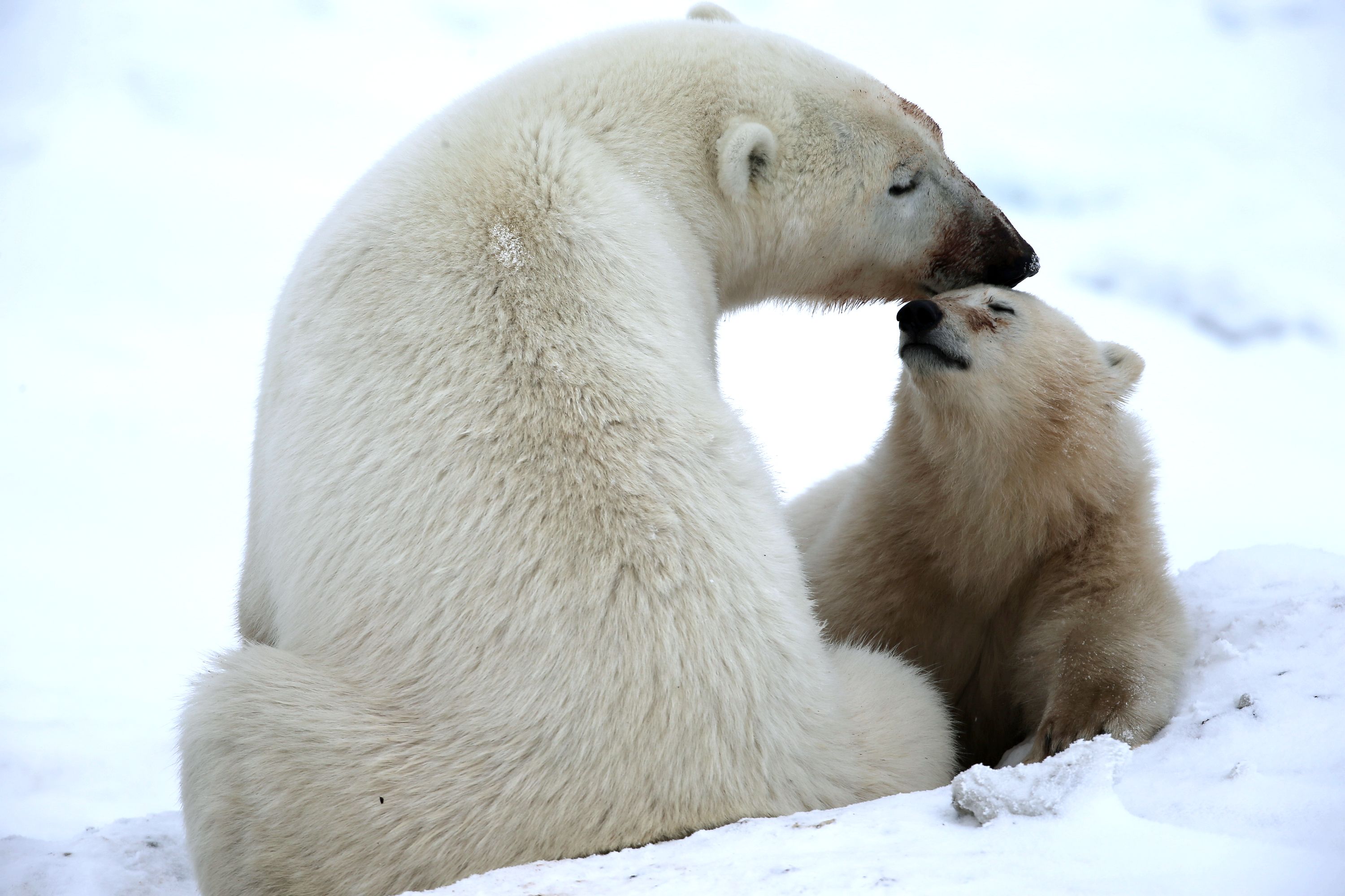 Adopt a Polar Bear - Wildlife Adoption and Gift Center