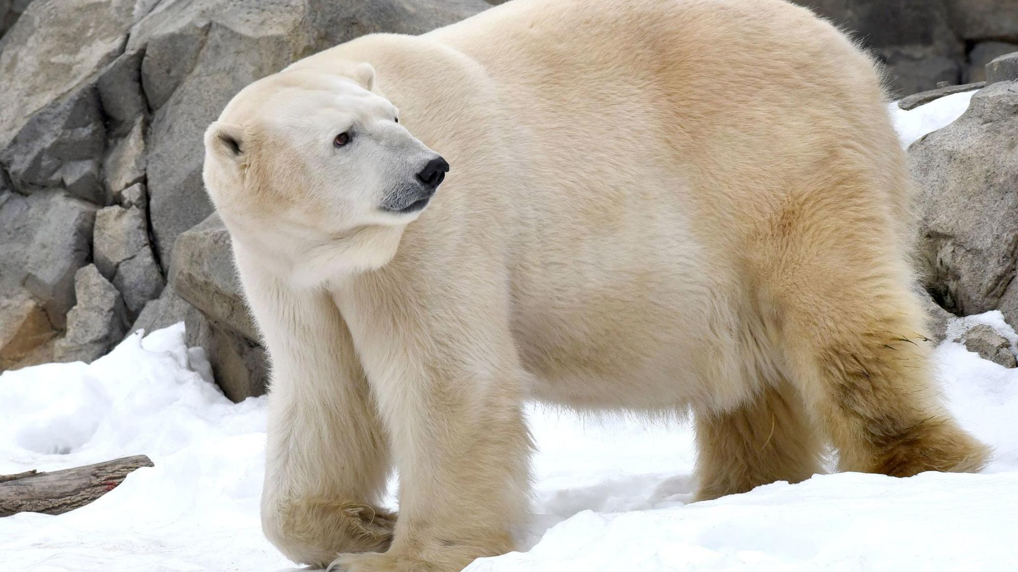 Aussie the polar bear euthanized at Brookfield Zoo - Chicago Tribune