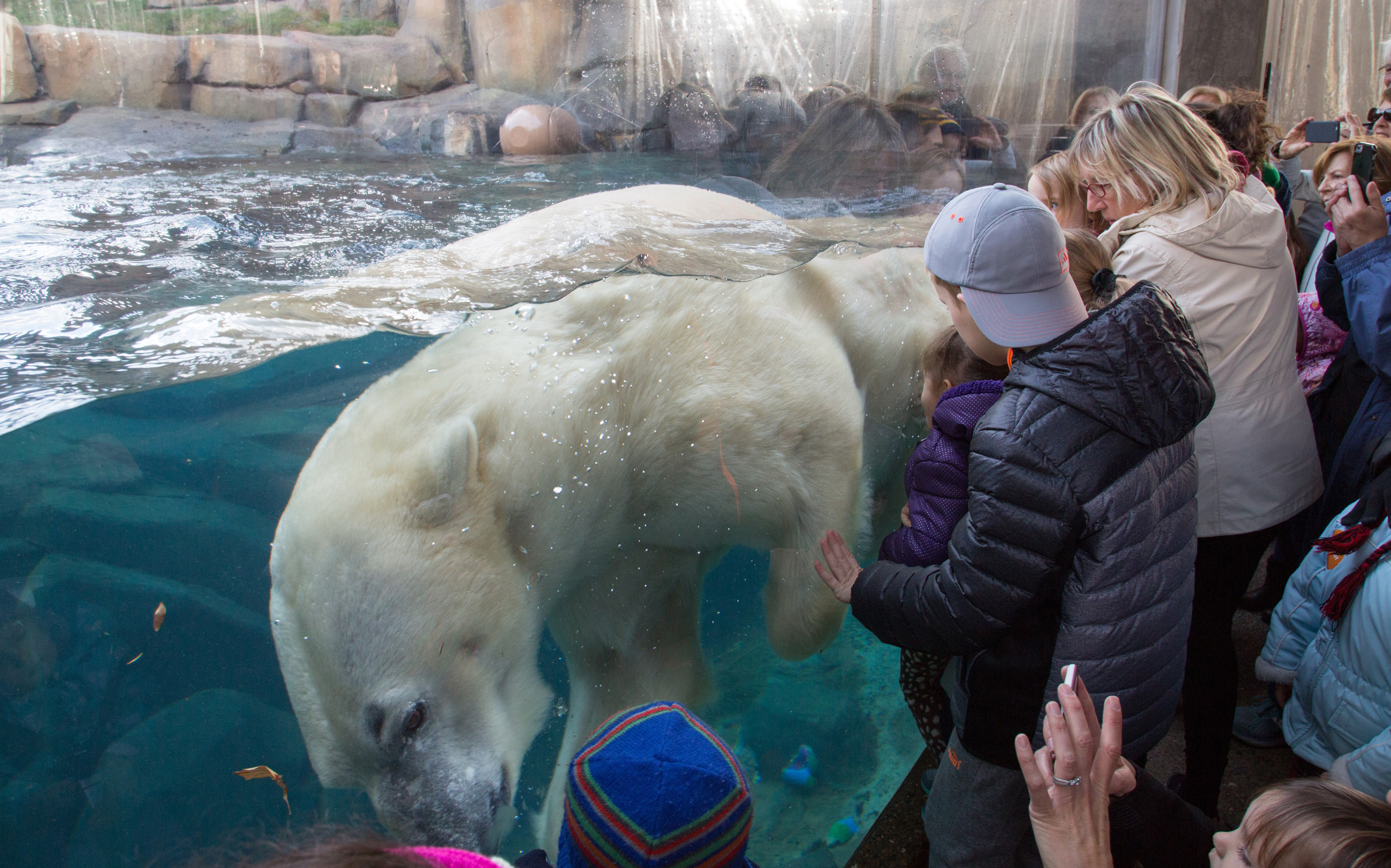 Polar Bear Exhibit Now Open at Lincoln Park Zoo | Lincoln Park Zoo