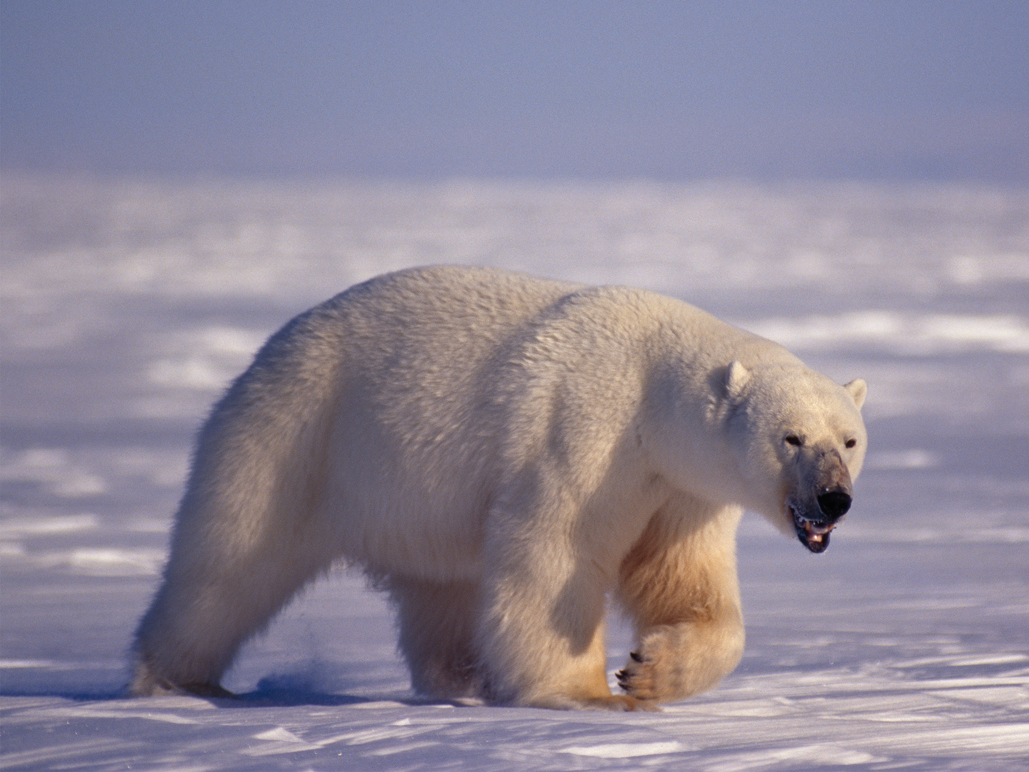 Is Pollution Weakening Polar Bears' Ability to Mate?