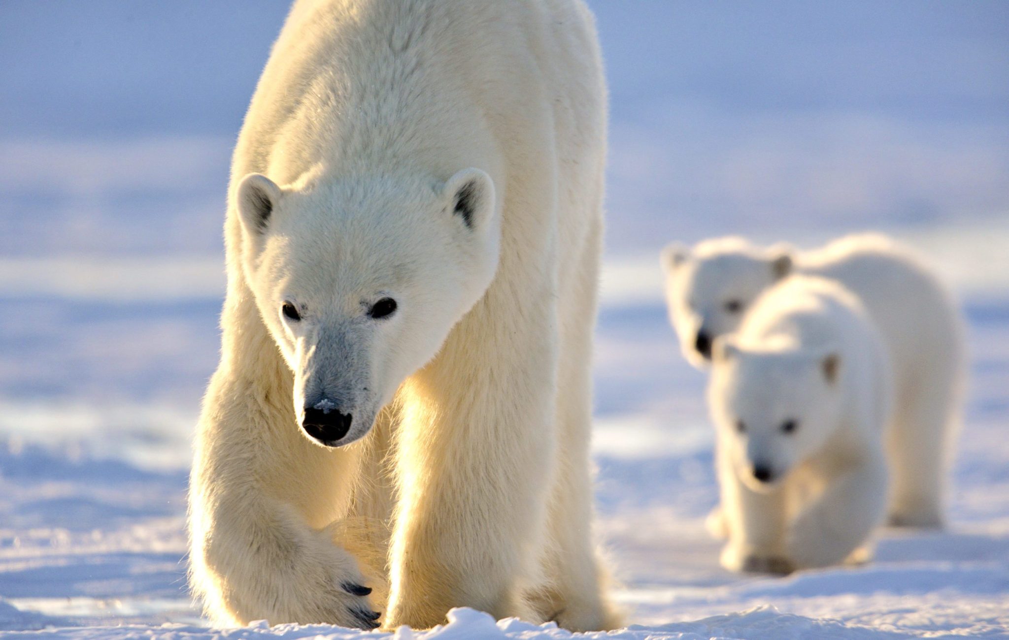10 Fast facts about polar bears | Arctic Kingdom