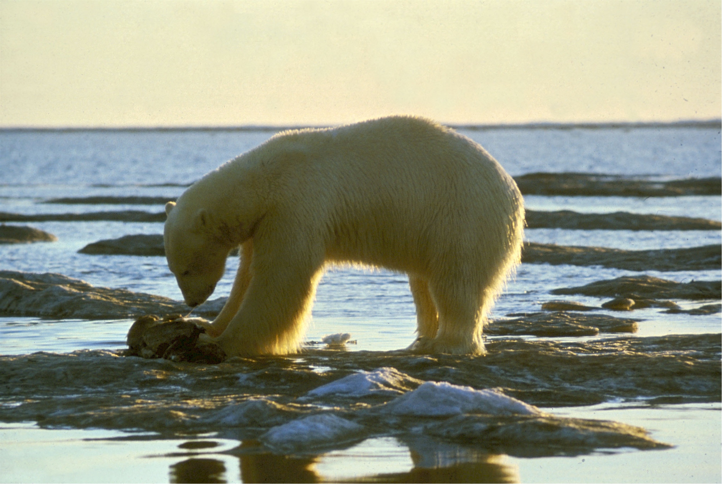 Polar bear on the shore photo