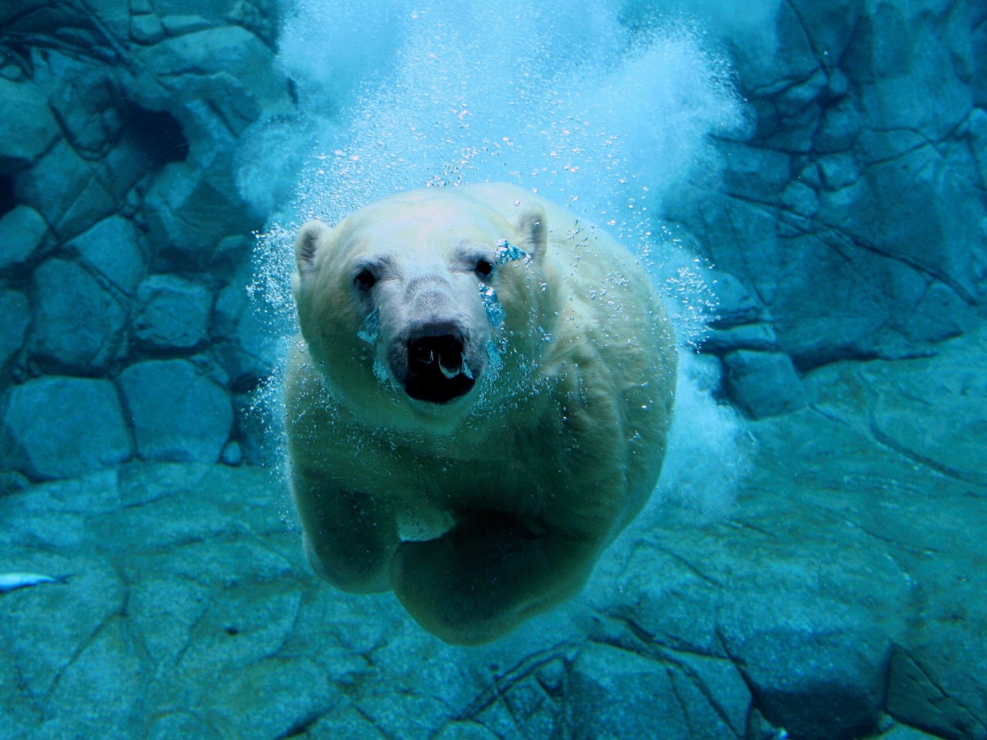 Underwater Swimming Polar Bear Free Stock Photo and Wallpaper | Arts ...