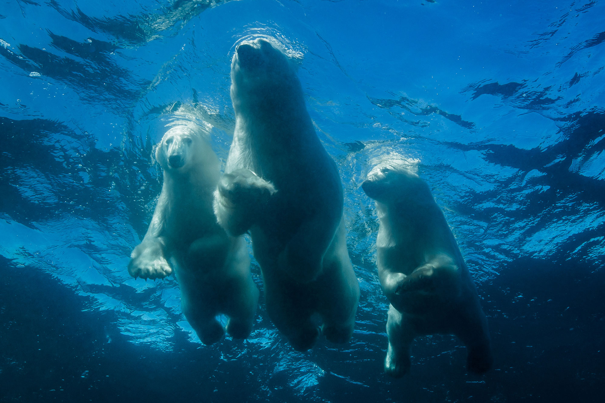 Swimming with Polar Bears - Photo Aesthetics - Photo Aesthetics