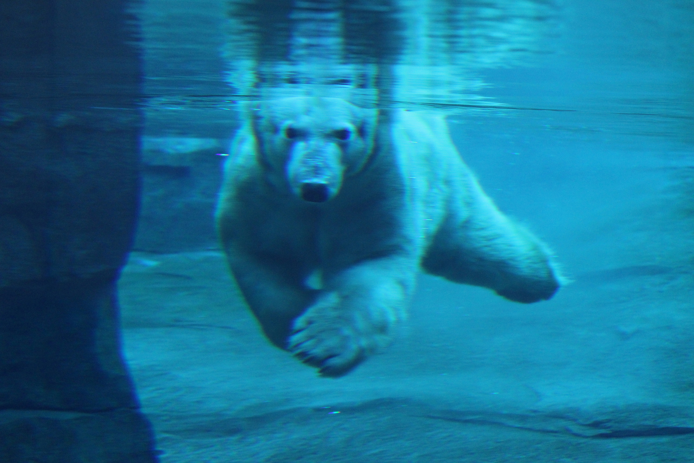 McDonnell Polar Bear Point :: Saint Louis Zoo