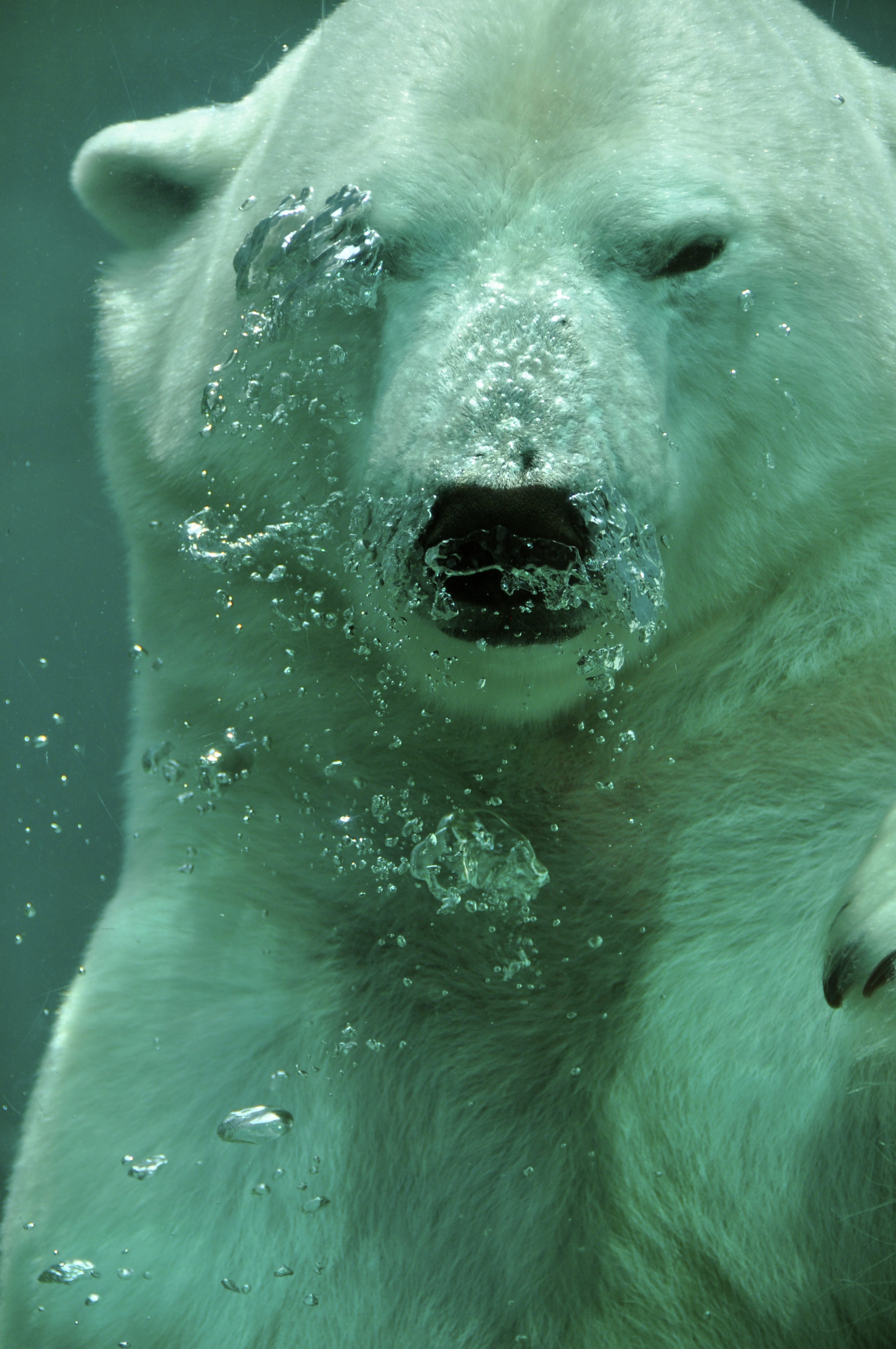 Polar Bear Underwater, Animal, Arctic, Bear, Bubbles, HQ Photo