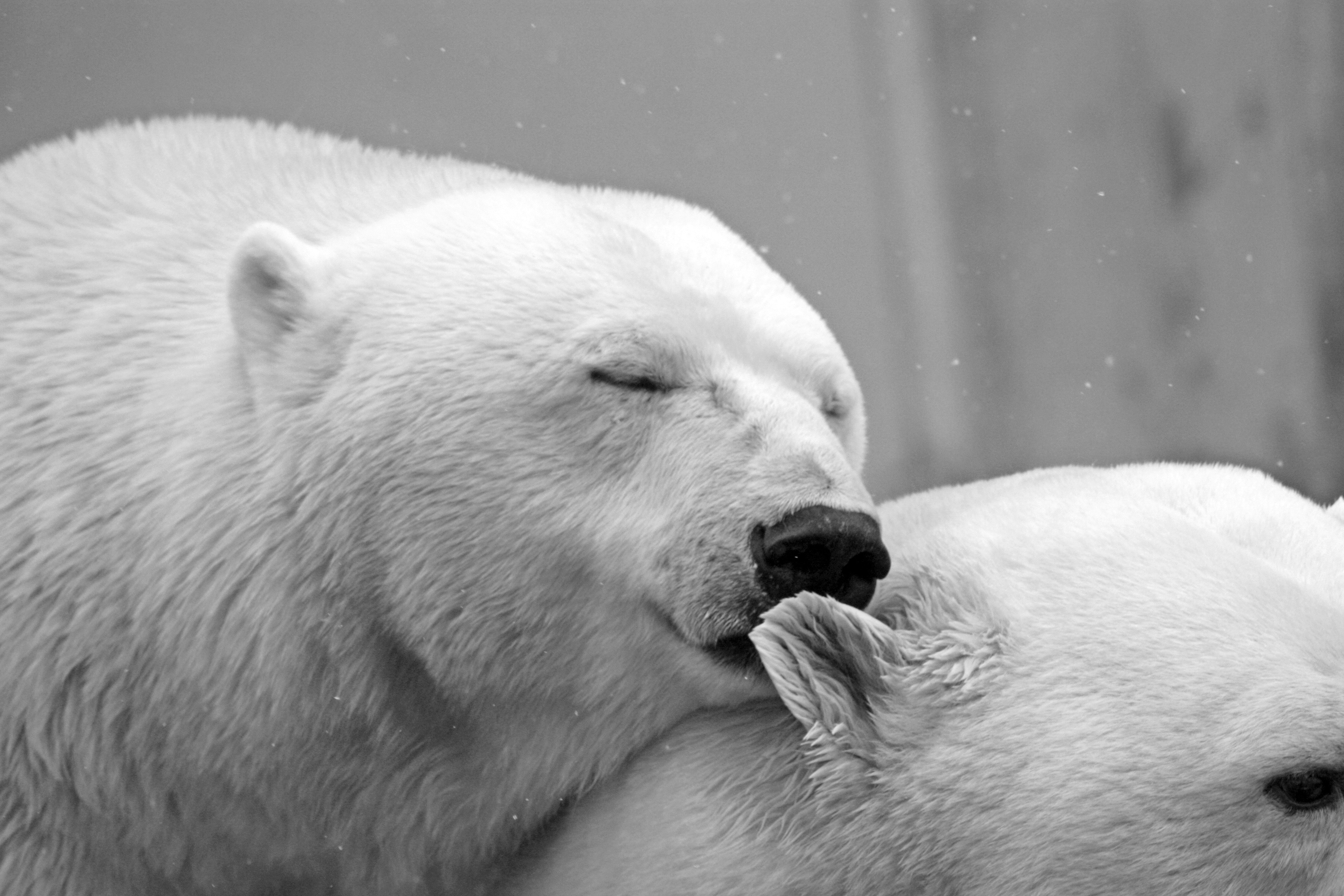 Polar bears photo