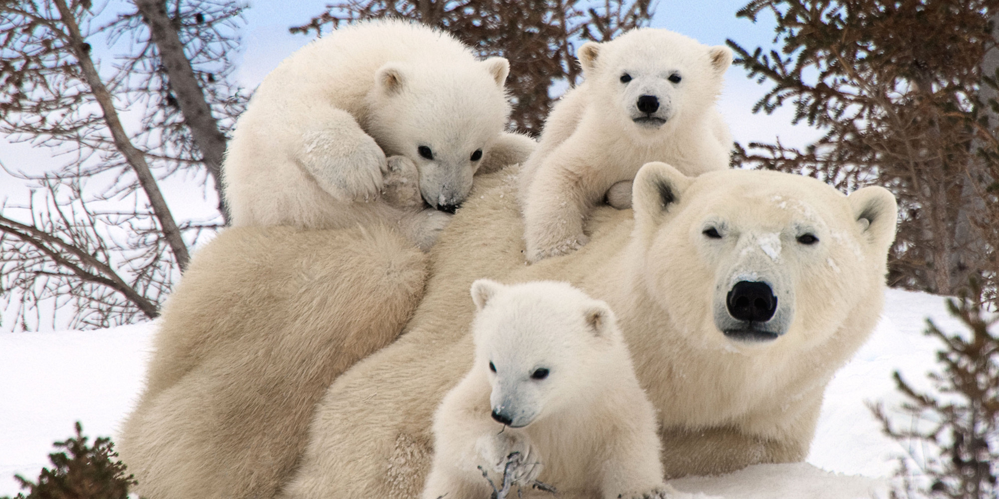 Polar Bears On Thin Ice |