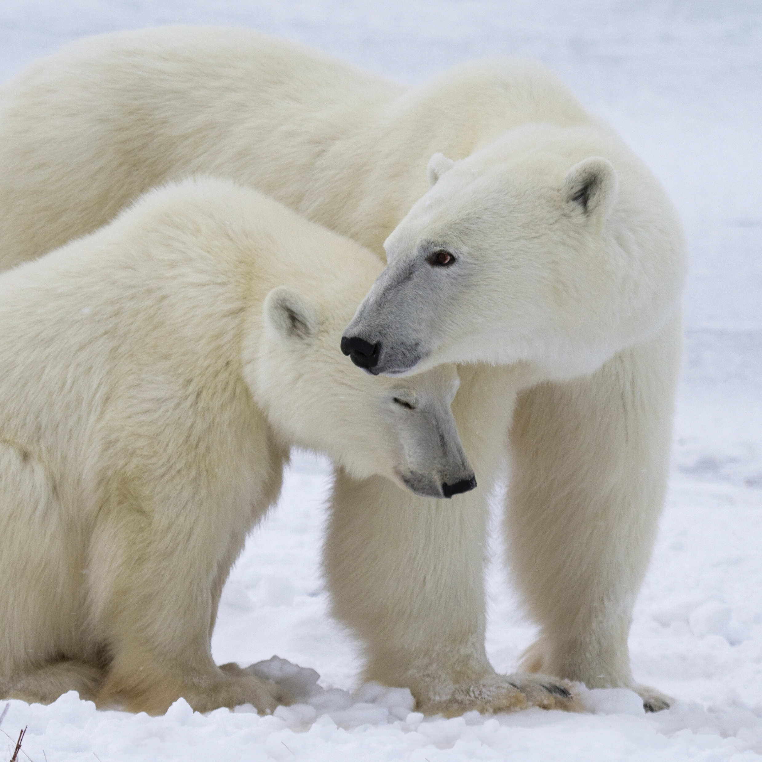 25 Surprising Facts About Polar Bears - 24/7 Wall St.