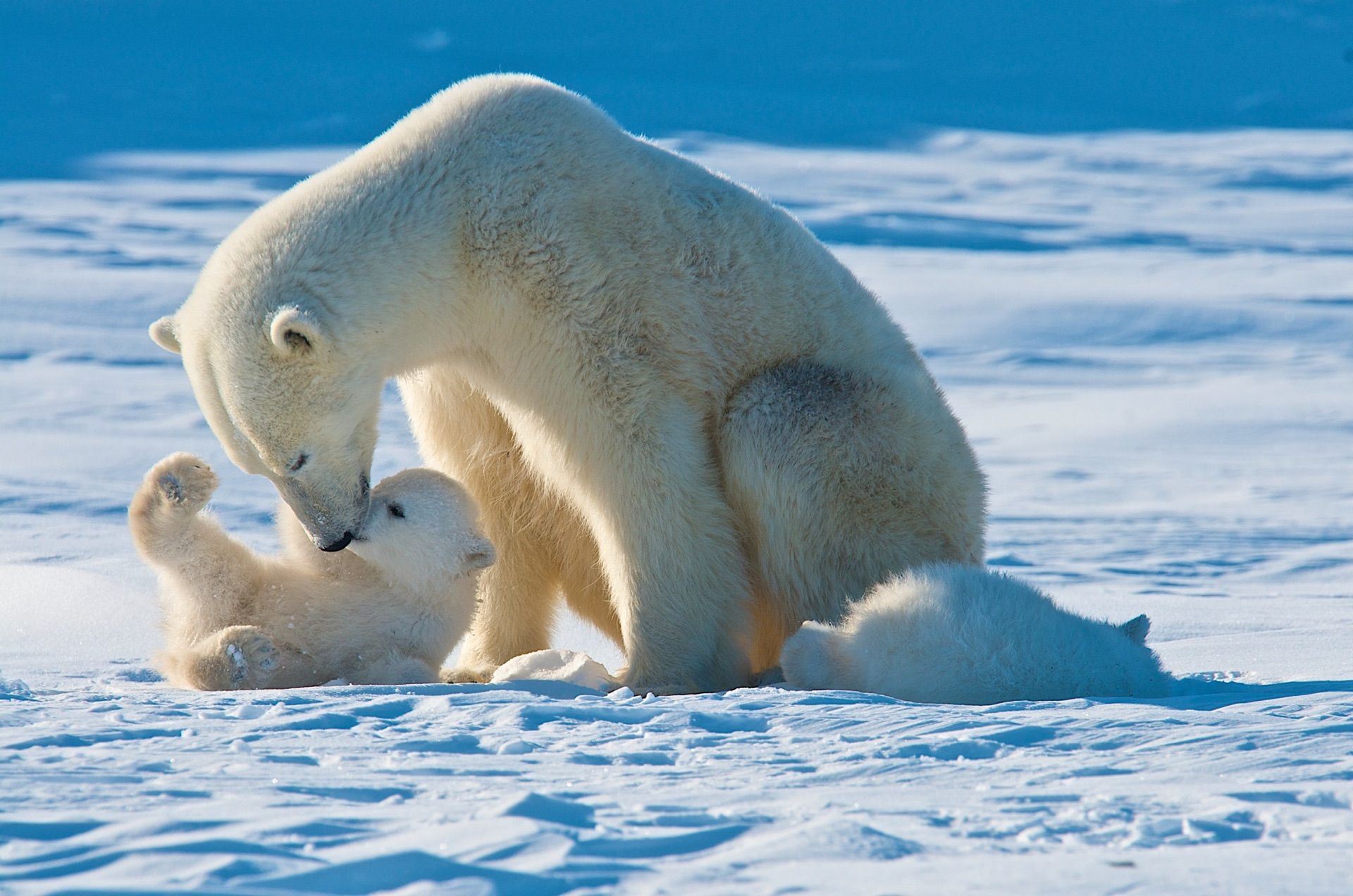 Polar Bears. 