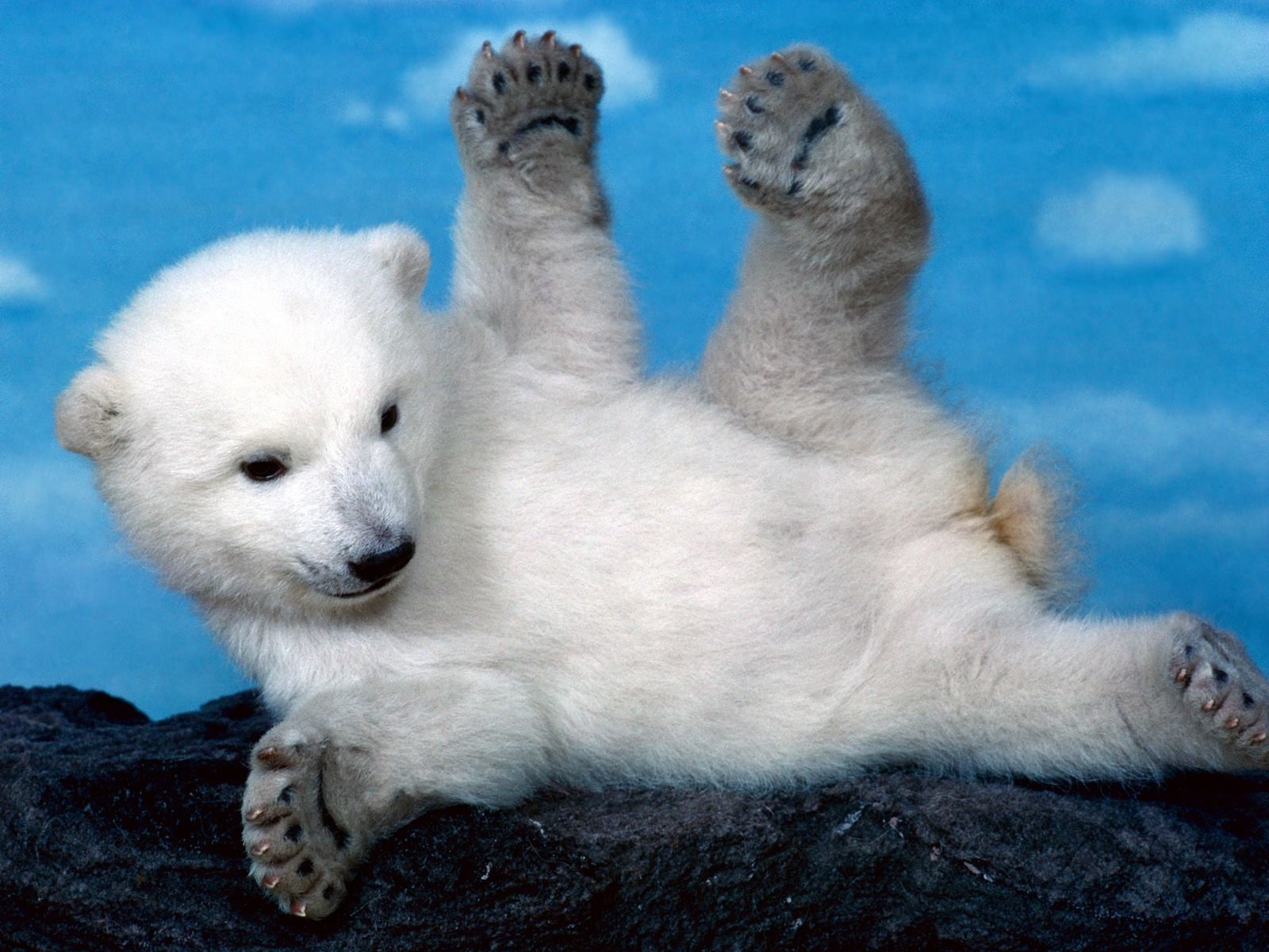 392 Polar Bear HD Wallpapers | Background Images - Wallpaper Abyss