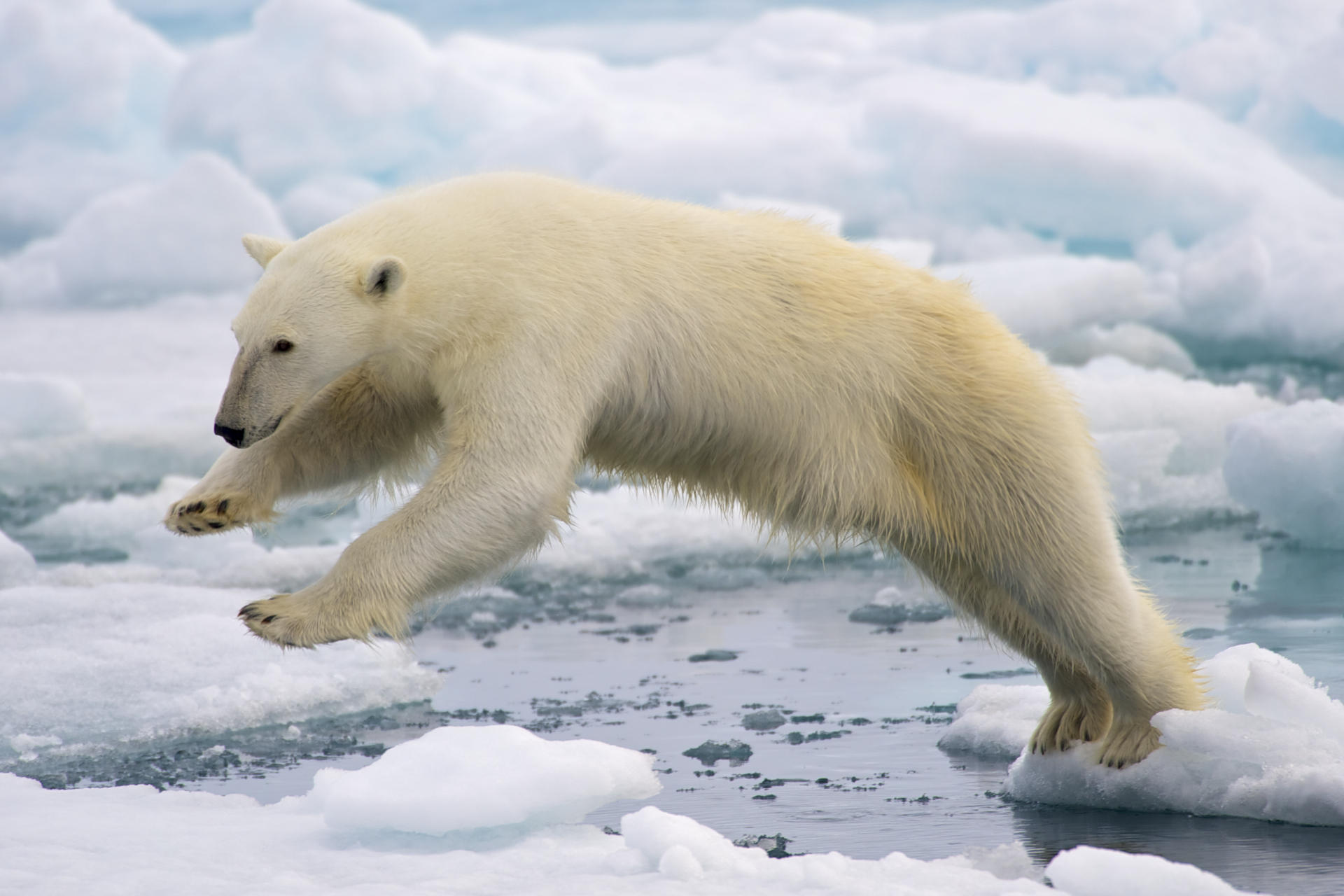 Study Finds Polar Bears Have To Keep Up With Faster Ice Drift ...
