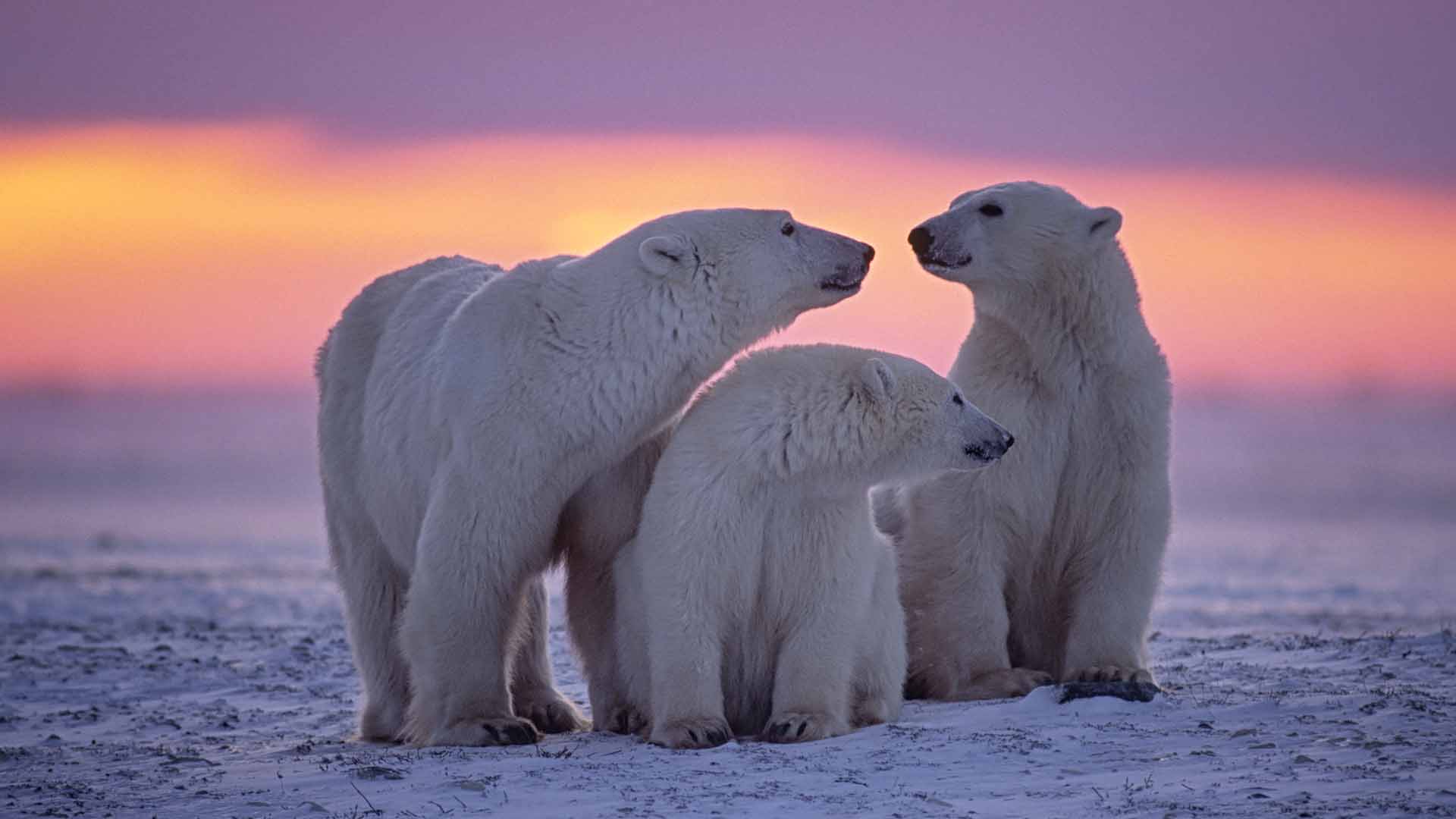 Where is the best place to see polar bears? - Natural World Safaris