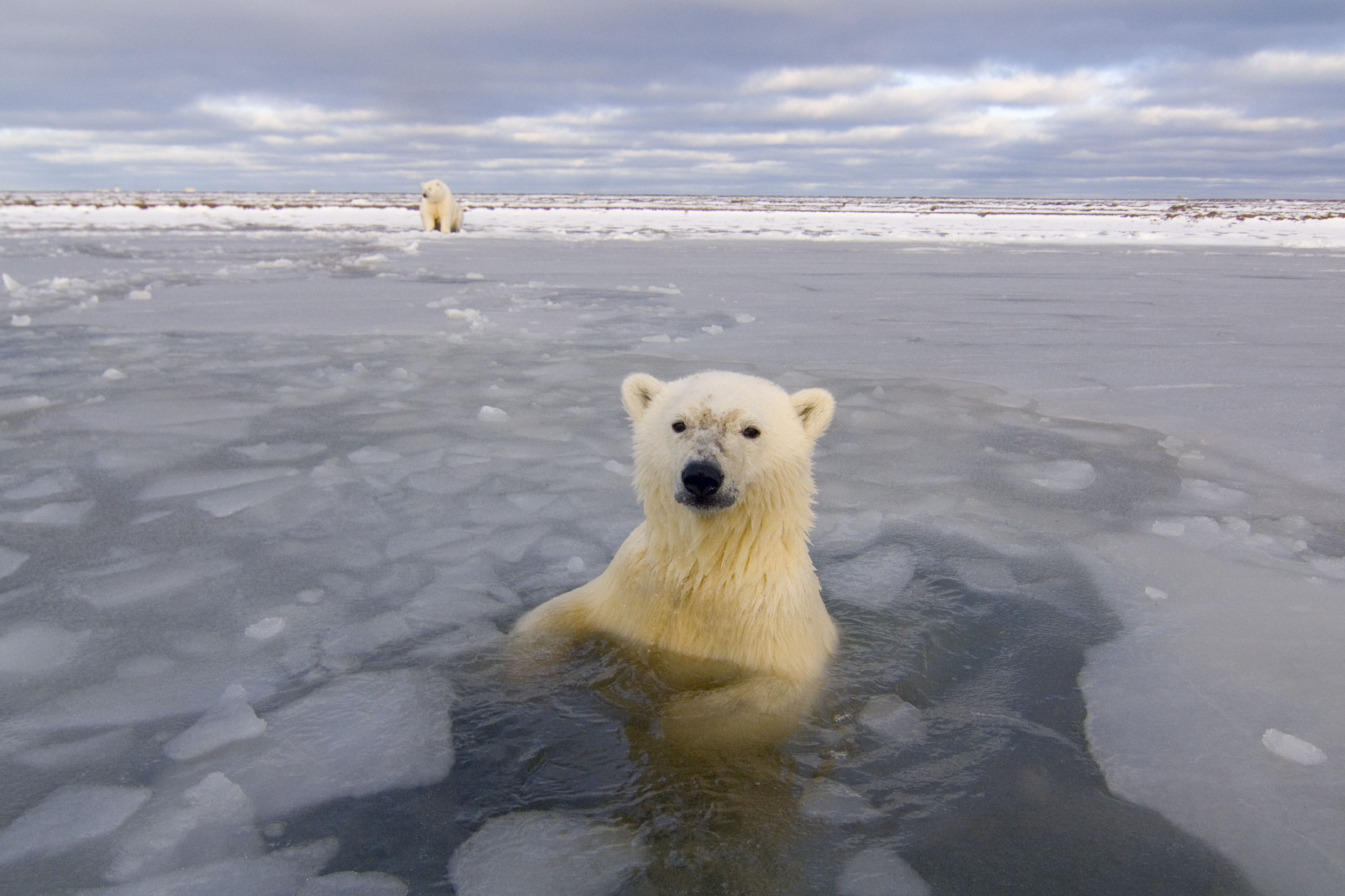 Living with Polar Bears | Audubon