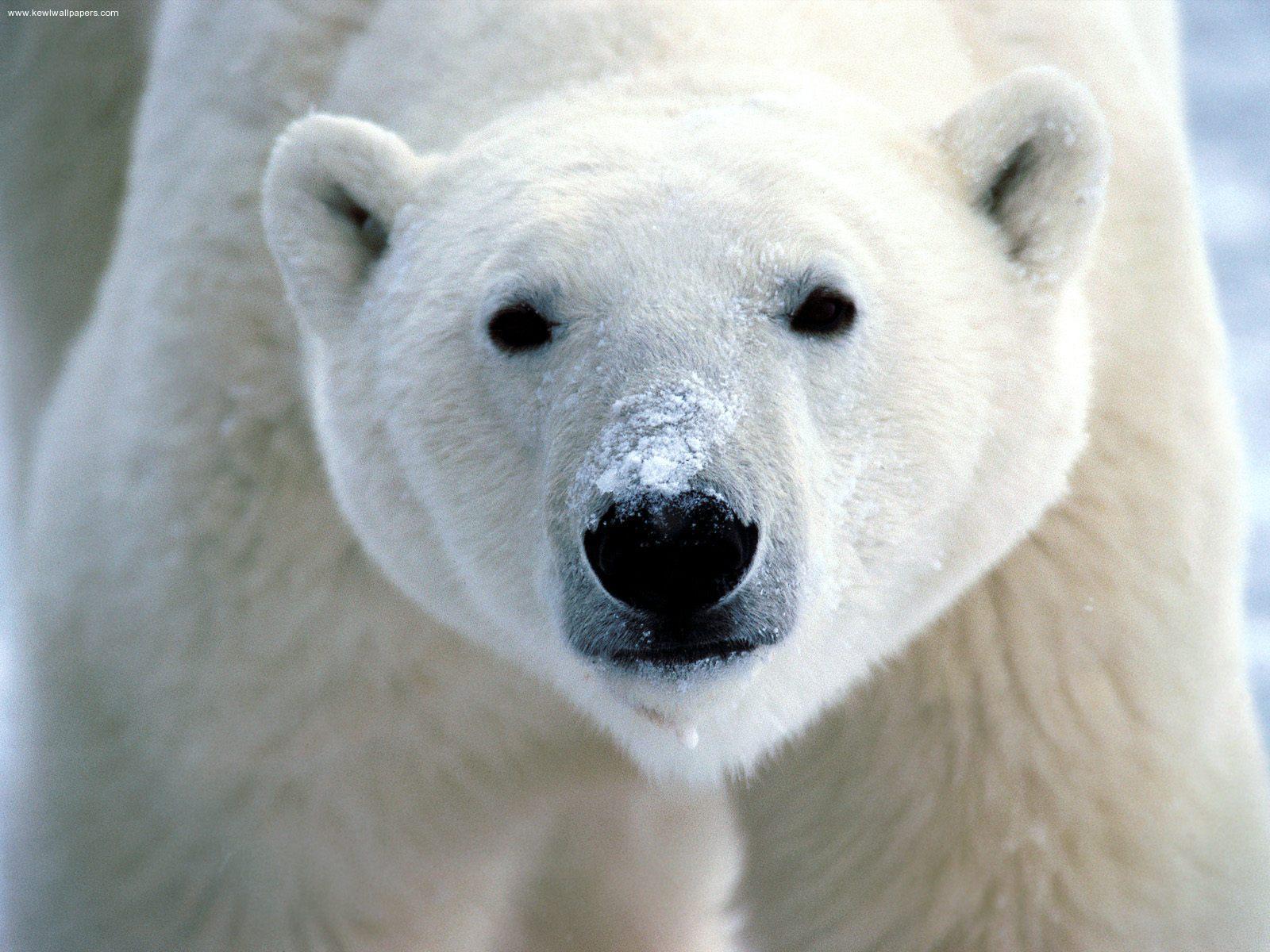 Polar Bear (Ursus Maritimus) - Animals - A-Z Animals