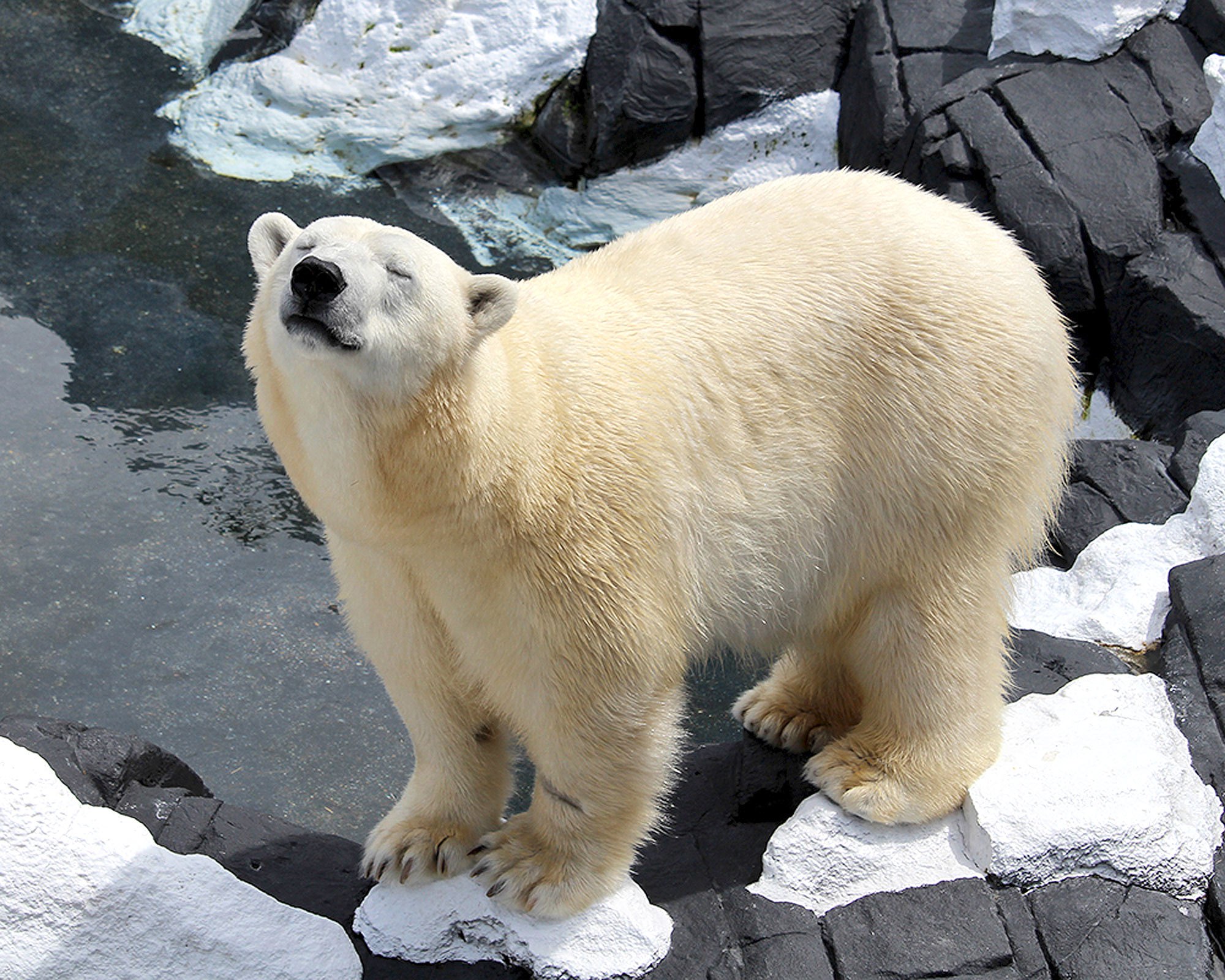 Szenja the Polar Bear Dies at SeaWorld, PETA Says Bear Was ...