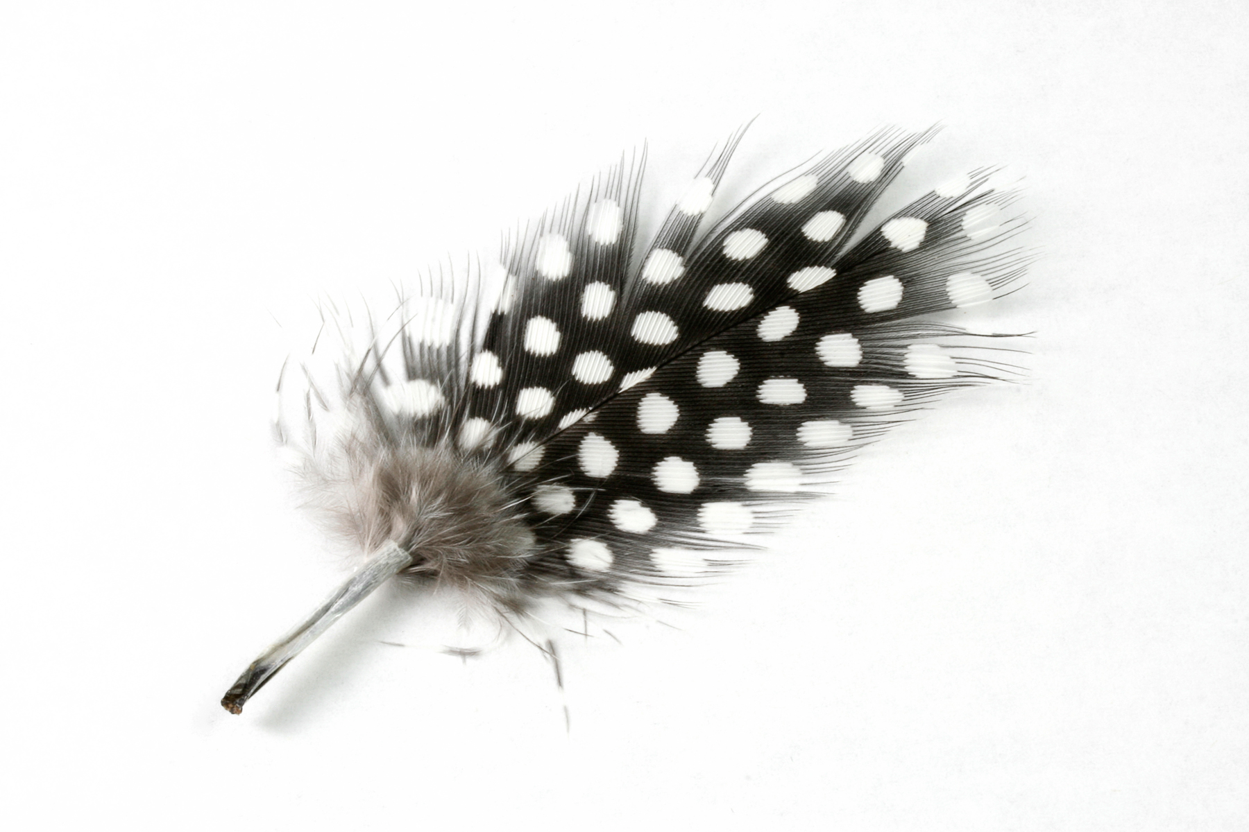 Polkadot feather close-up photo