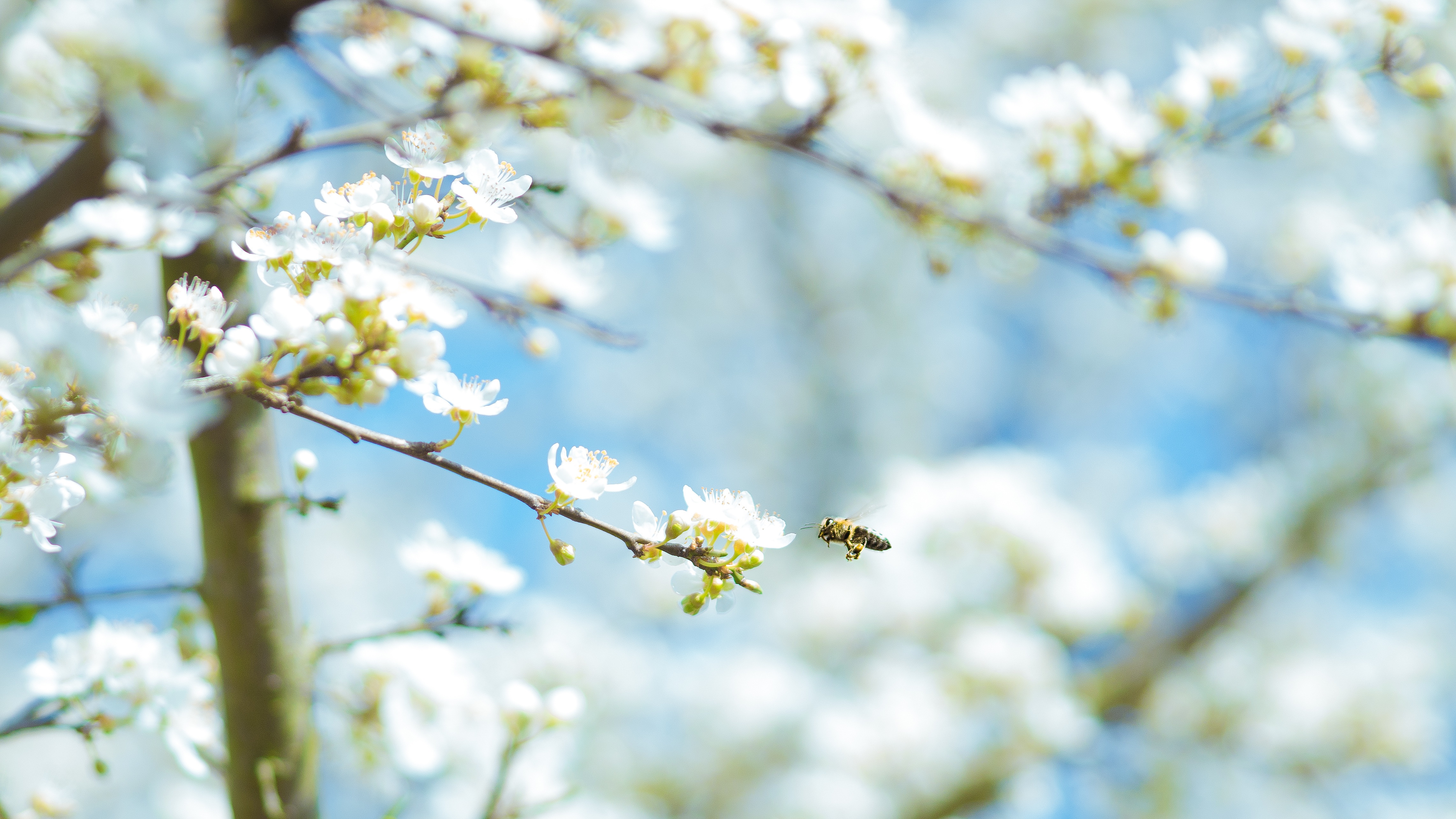 Pollen, Bee, Flower, Fragrance, Nature, HQ Photo