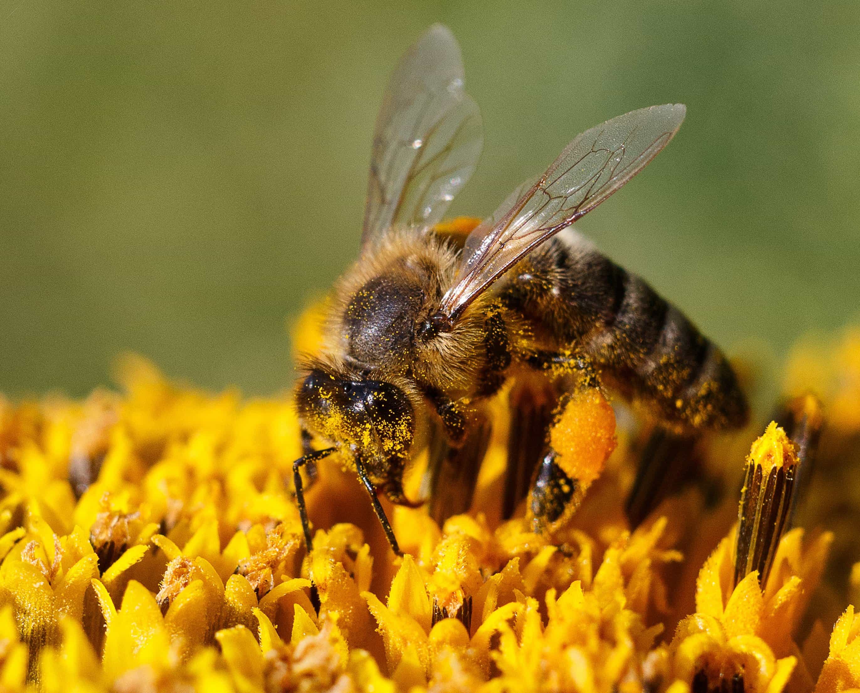 Free picture: nectar, nature, insect, macro, honeybee, pollen, bee ...