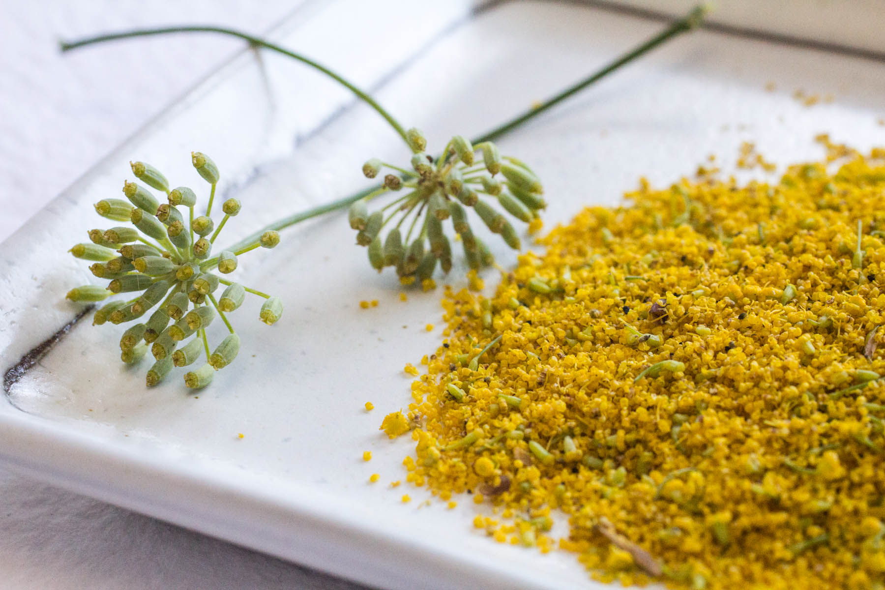 Fennel Foraging and Recipe for Fennel Pollen Pots De Creme - Indiaphile