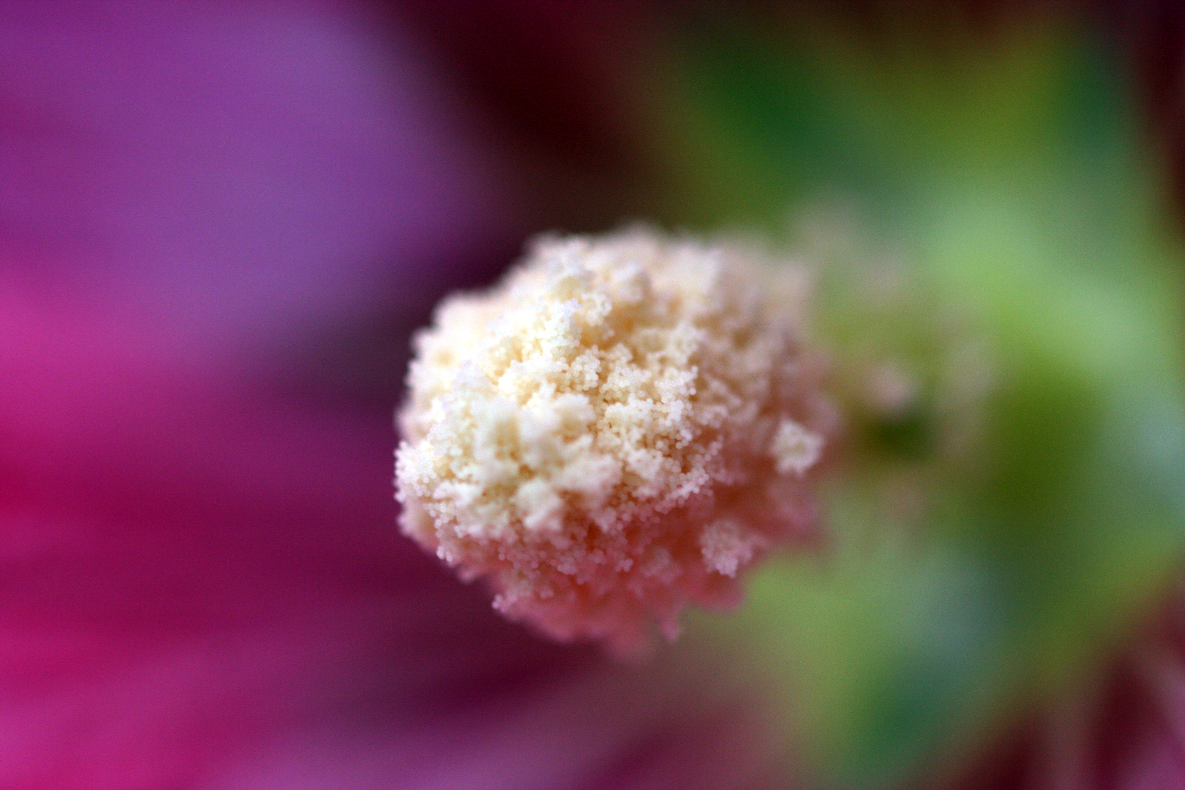 Pollen up close and personal, Close, Colors, Floral, Flower, HQ Photo