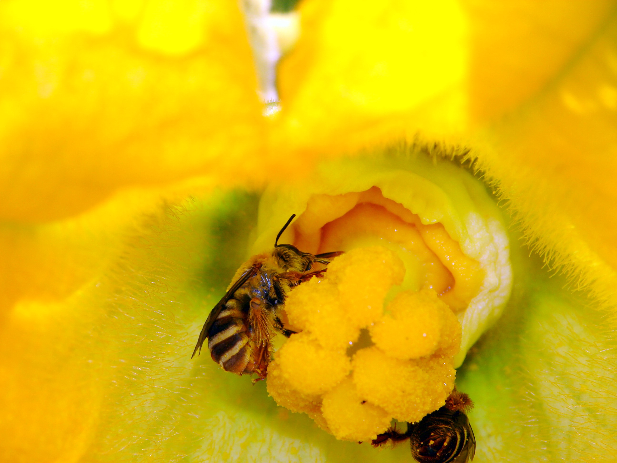 Squash Pollination : USDA ARS