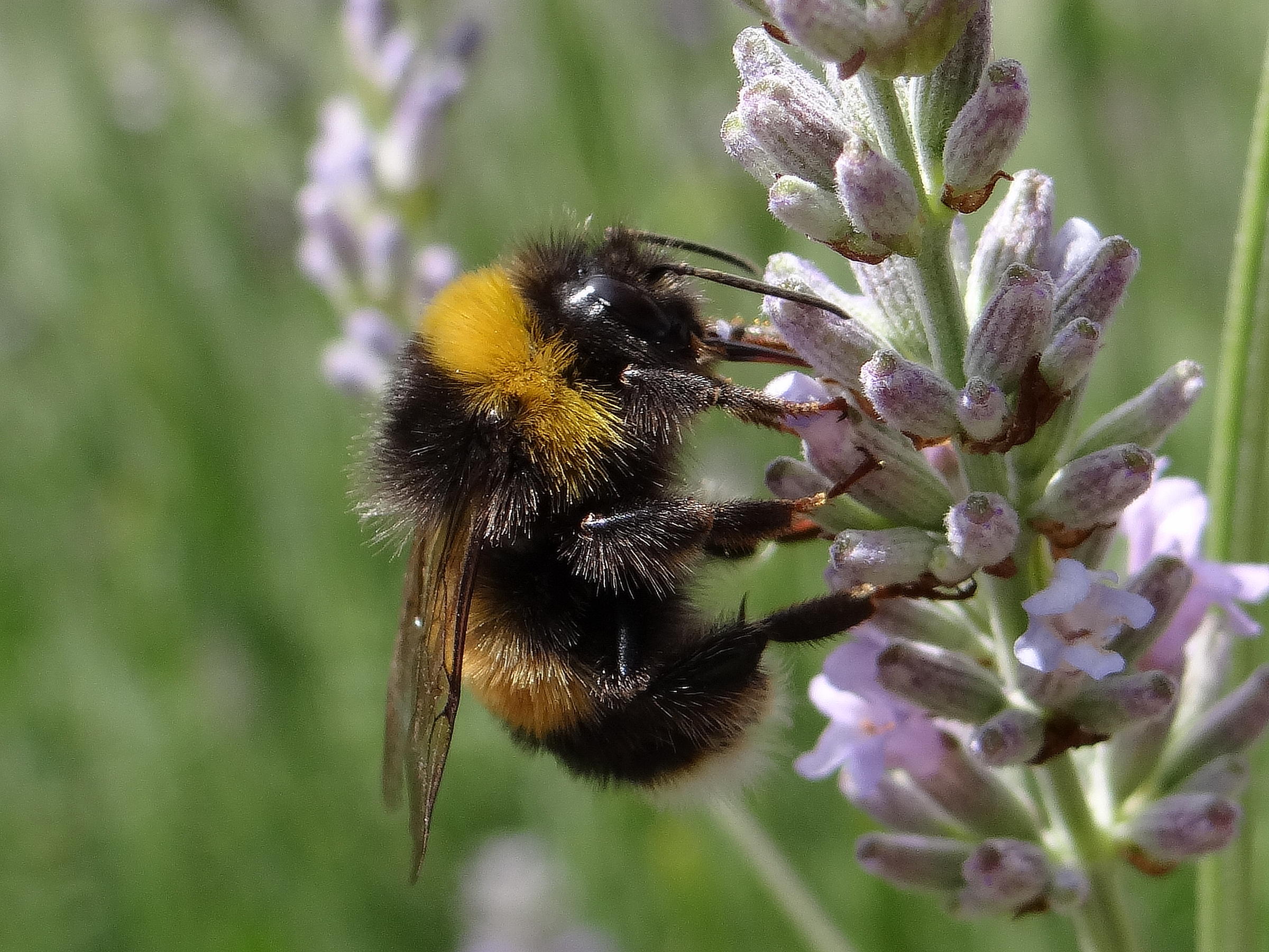 Under the Microscope - MU Study Finds Some Bees Evolve with Climate ...