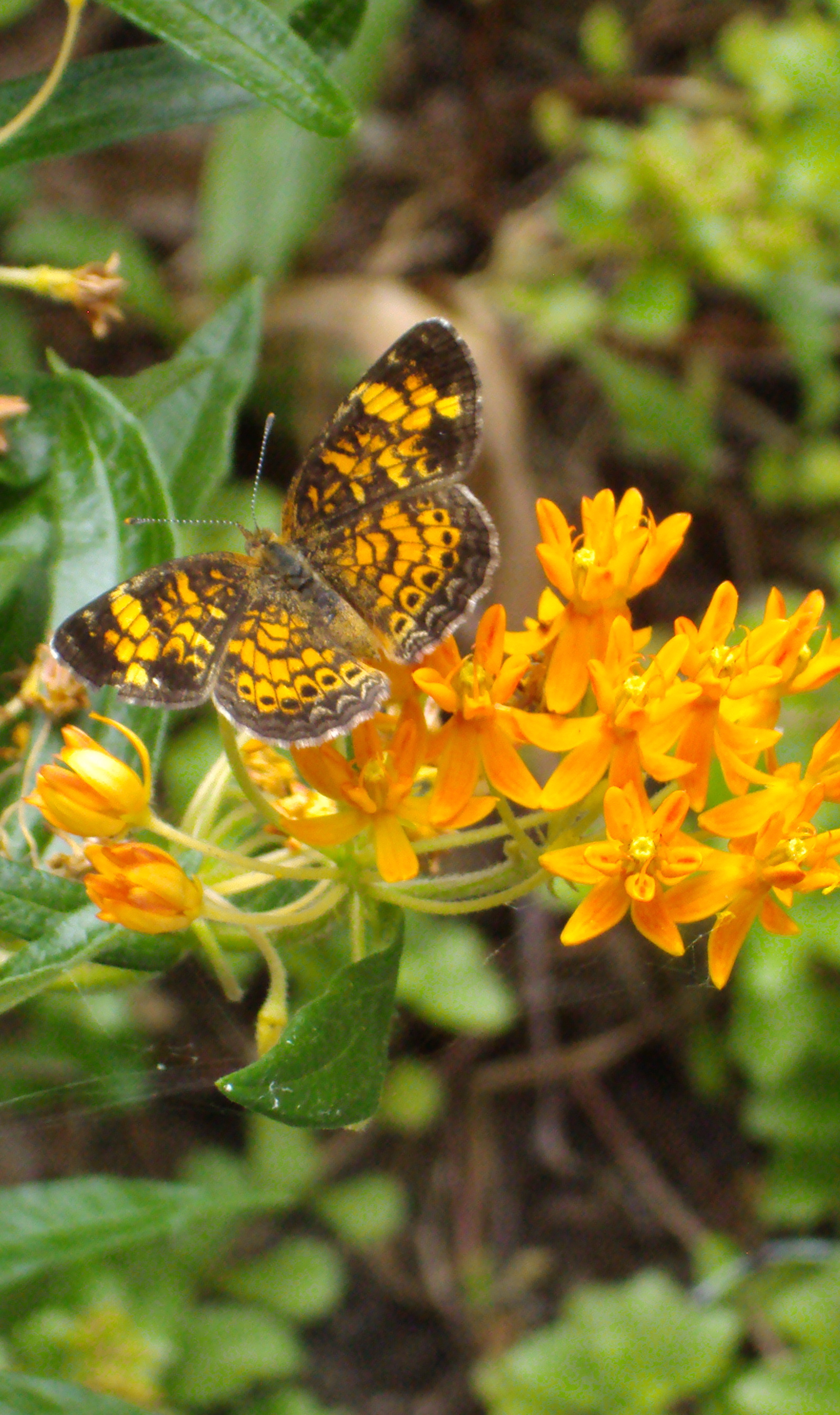 Book Review: Pollinators of Native Plants - Ecological Landscape ...