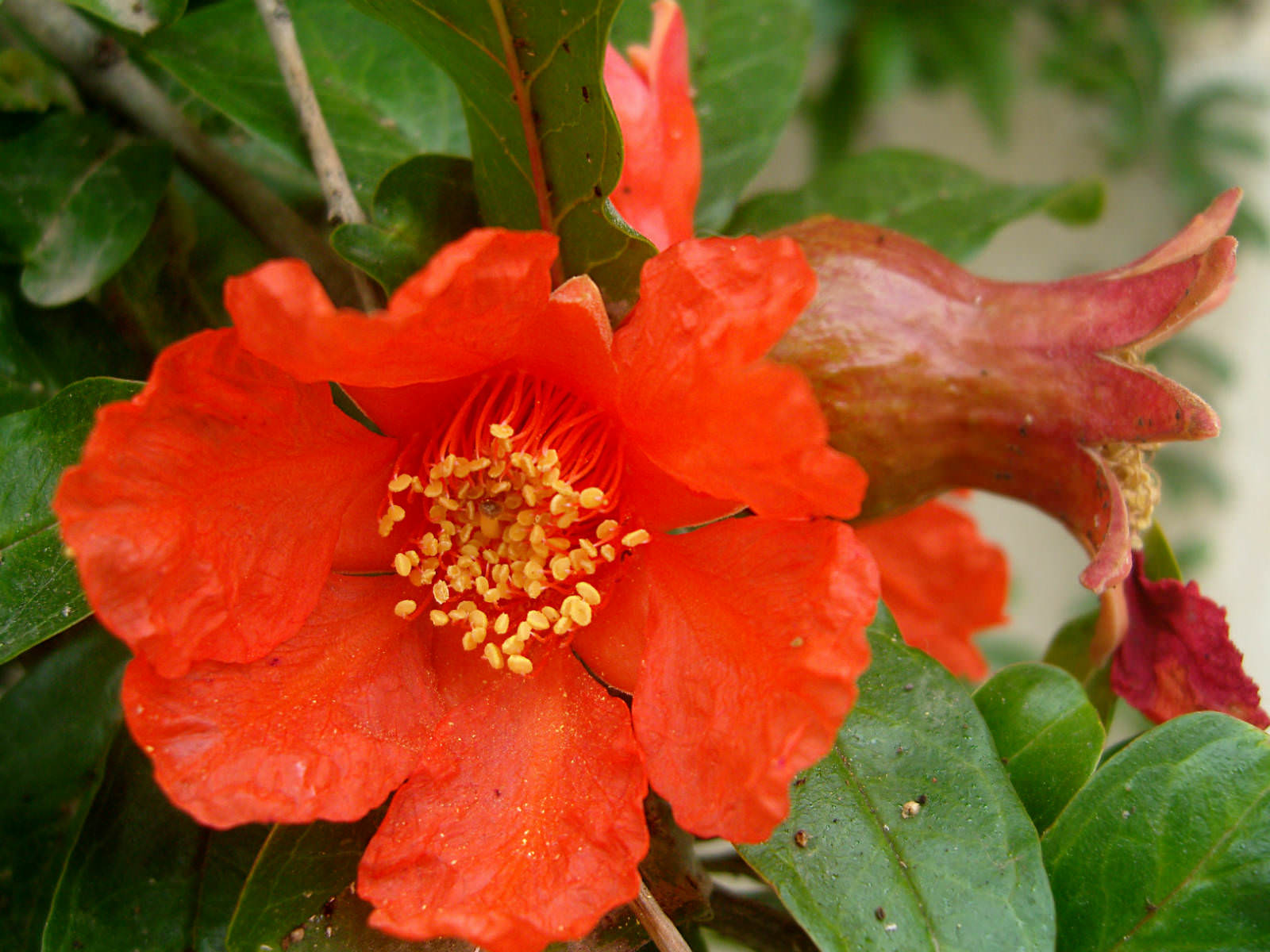 Punica granatum - Pomegranate | World of Flowering Plants