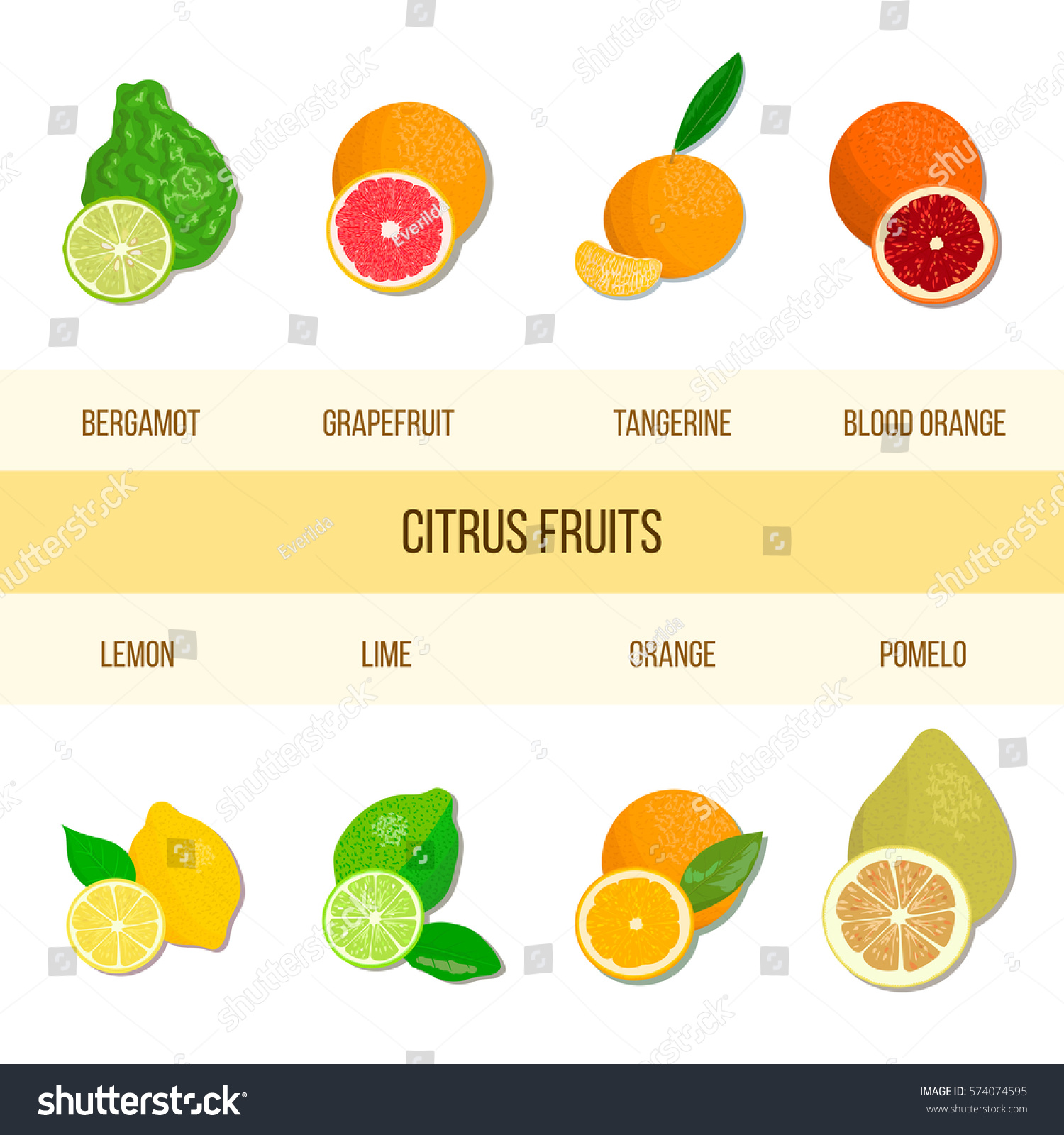 Collection Realistic Citrus Bergamot Lemon Grapefruit Stock Vector ...