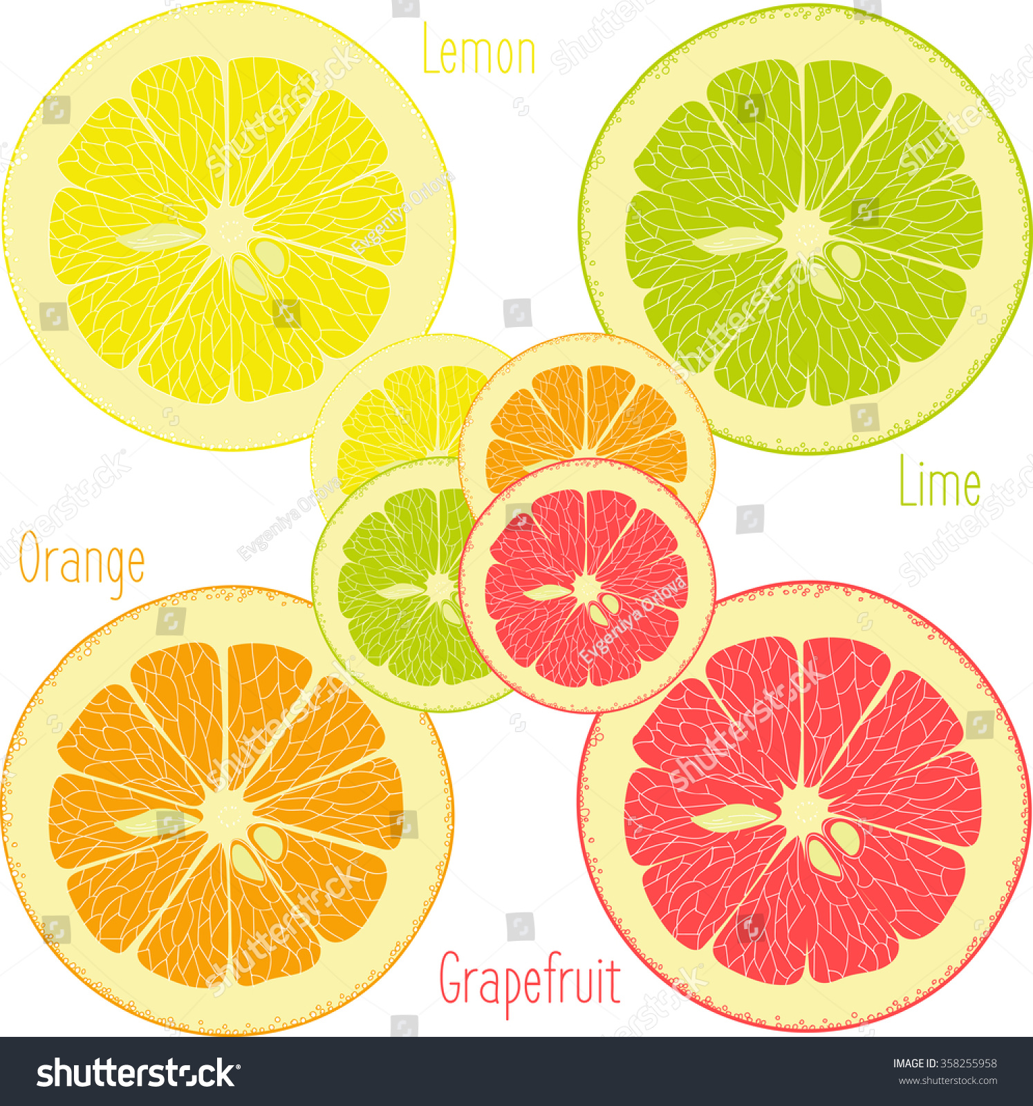 Lemon Lime Orange Pink Grapefruit Pomelo Stock Vector (2018 ...