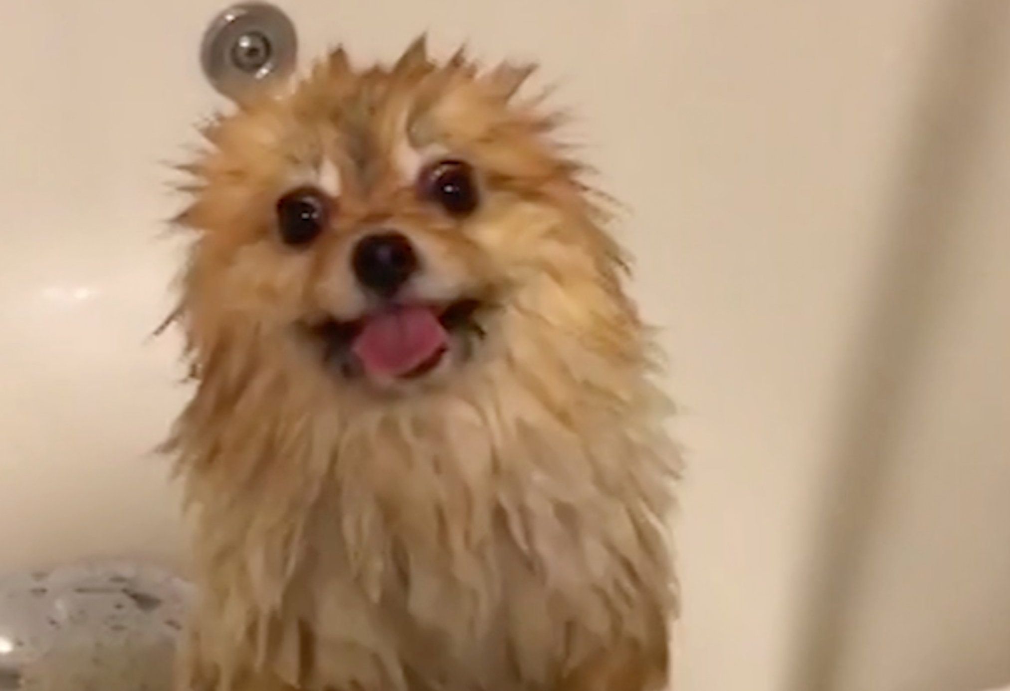 Shila the Pomeranian absolutely loves having a shower | Metro News