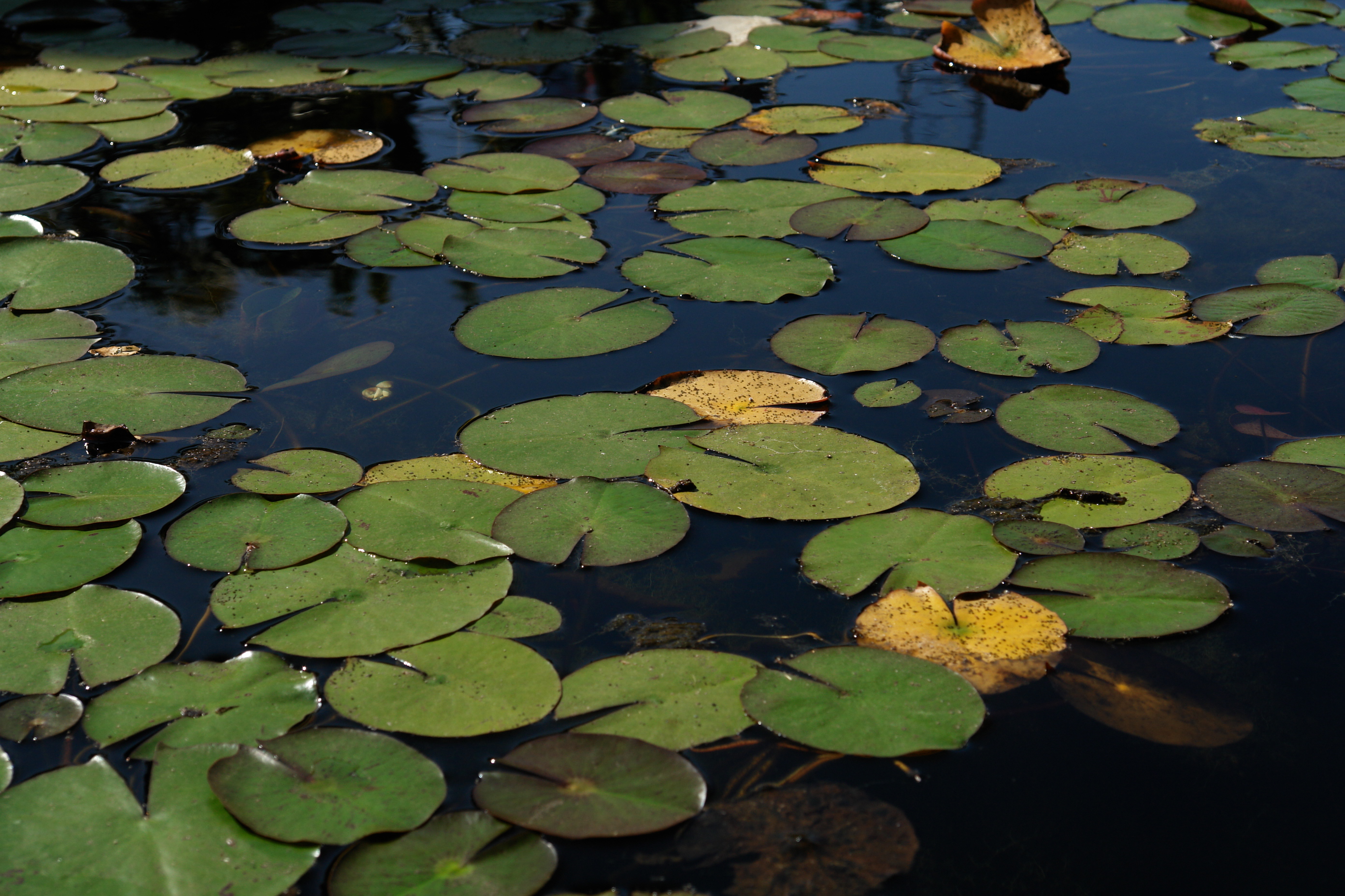 Pond with waterlillies photo