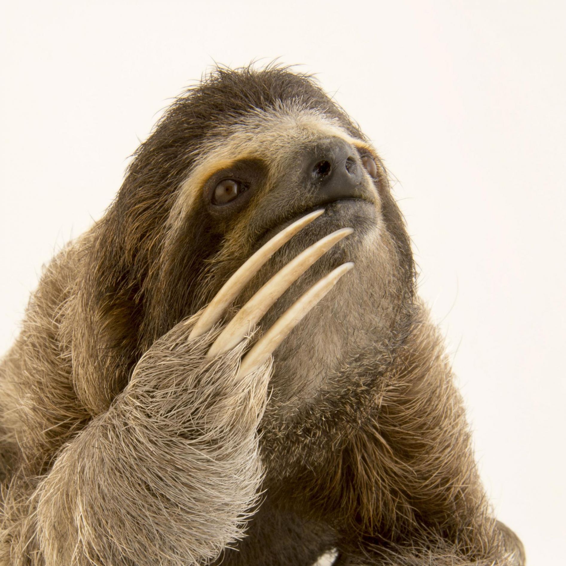 Pondering Sloth Blank Template - Imgflip