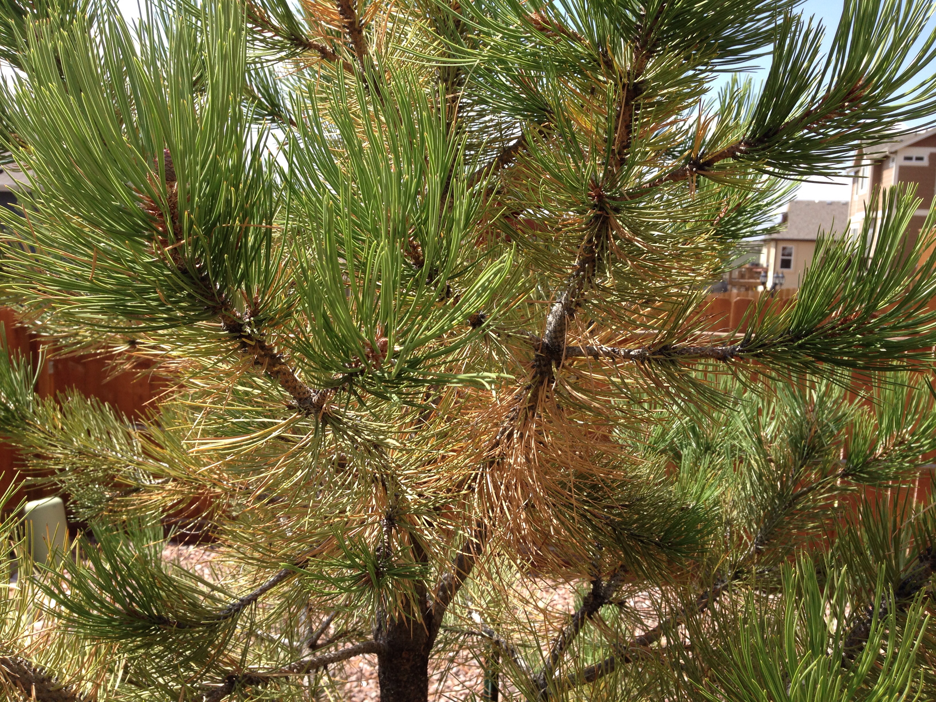 ponderosa pine tree needles yellowing - Ask an Expert