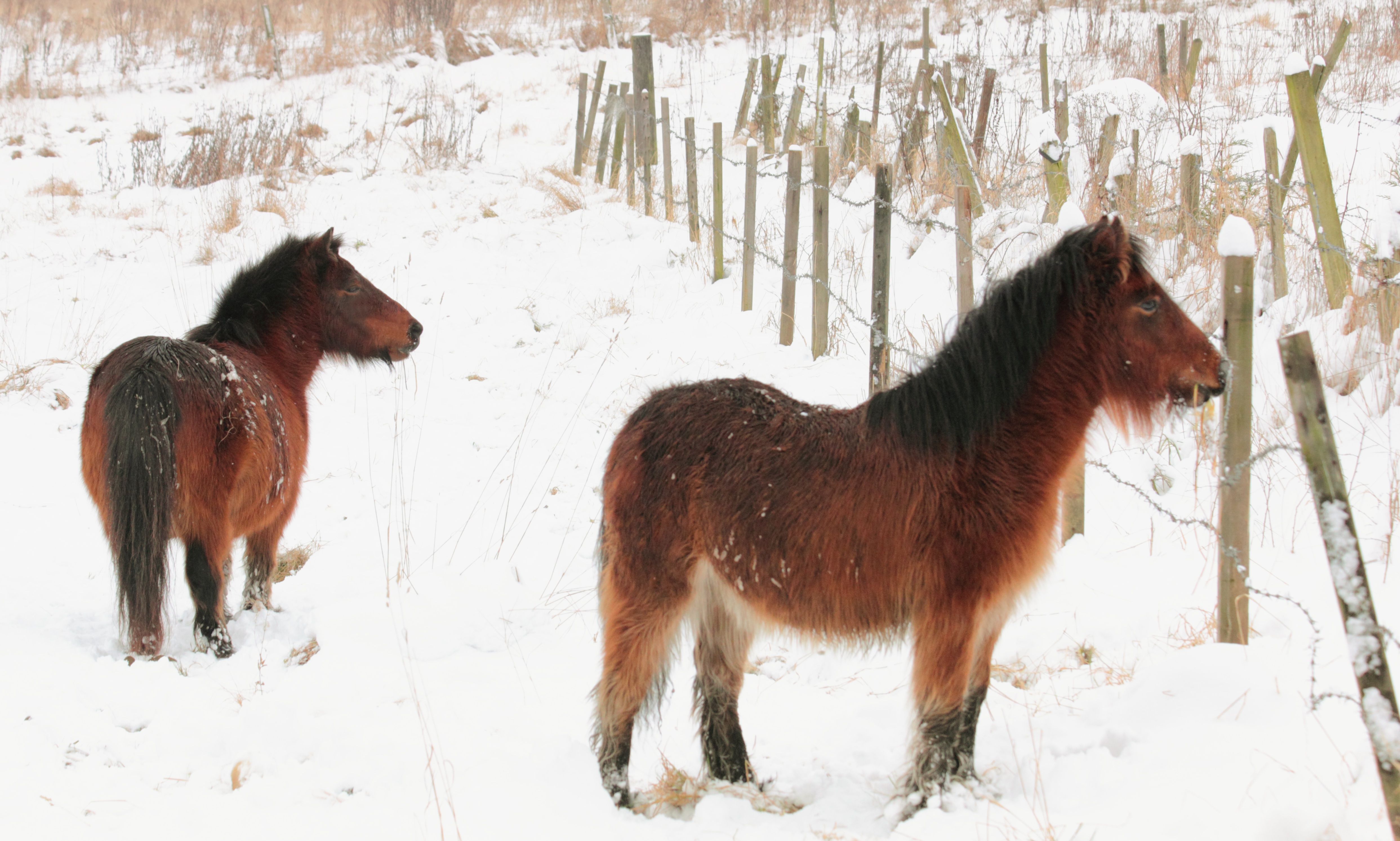 Ponies in the snow photo